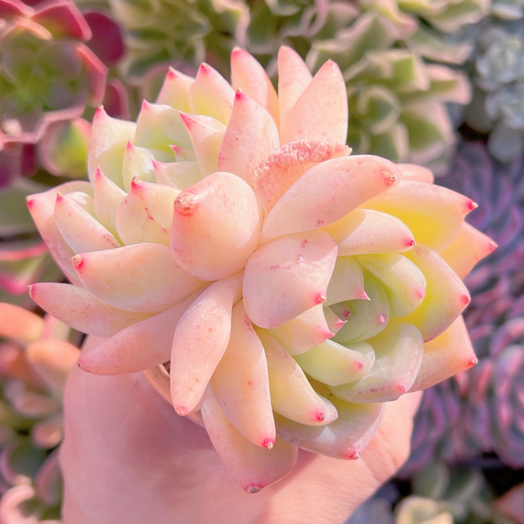 多肉植物　新品種　白桃パフェ　新入荷　るる農園