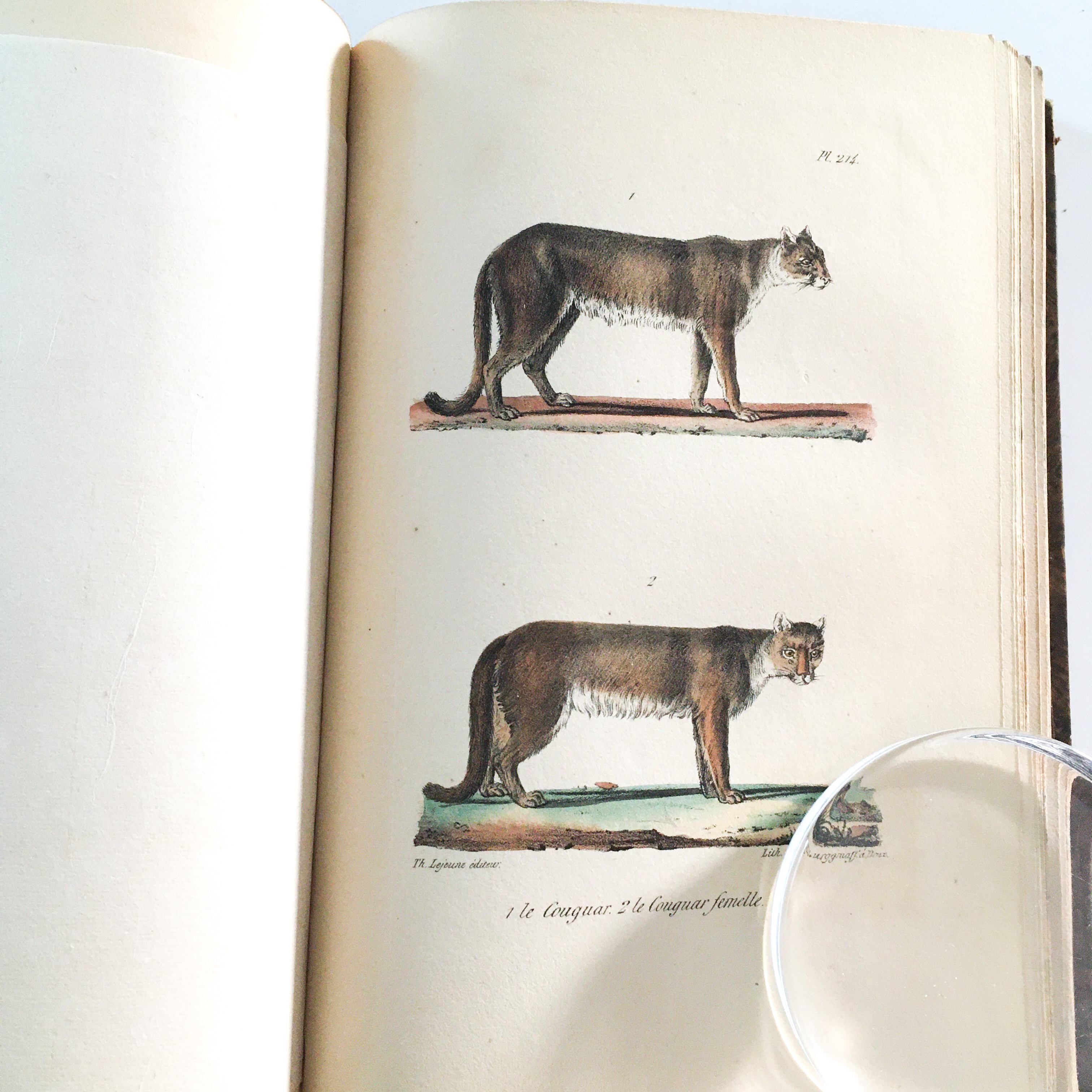 ビュフォン全集 博物誌 5冊セット 手彩色版画 1835年 アンティーク