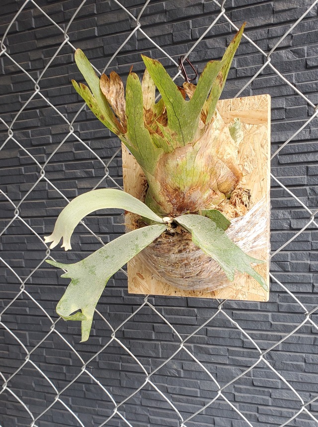 P.Stem Fern Select Sporelings 【artPLANTs】ビカクシダ/Platycerium