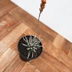 Aloe haworthioides【アロエ・ハオルチオイデス】