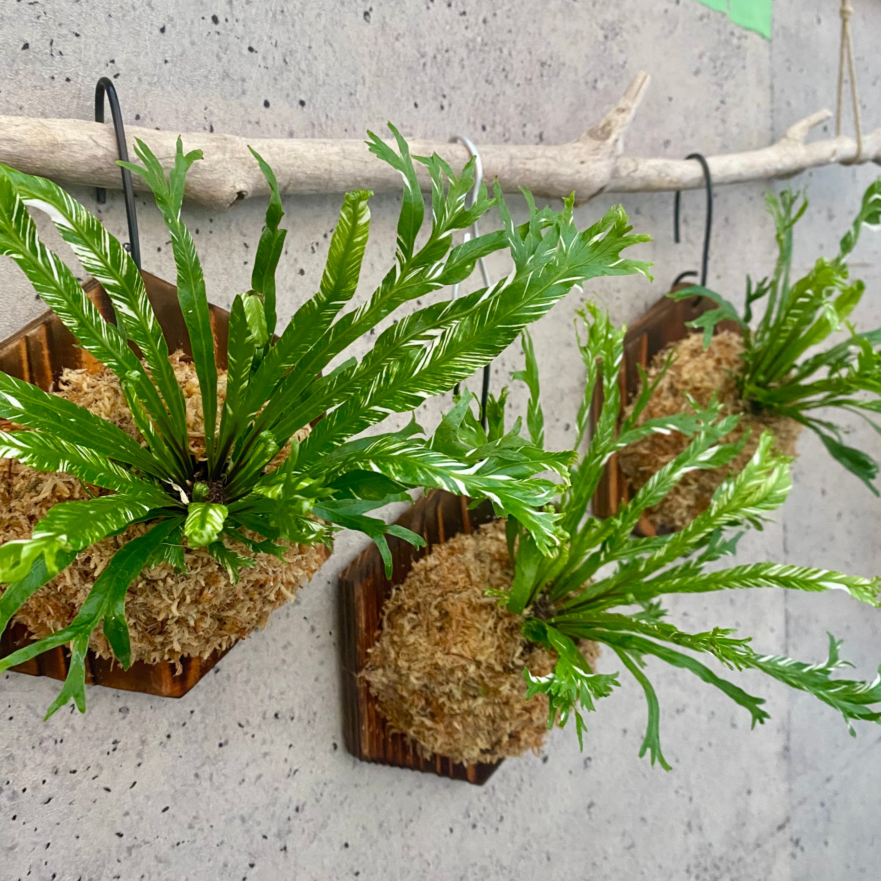 シダ | Planet Plants プラネットプランツ