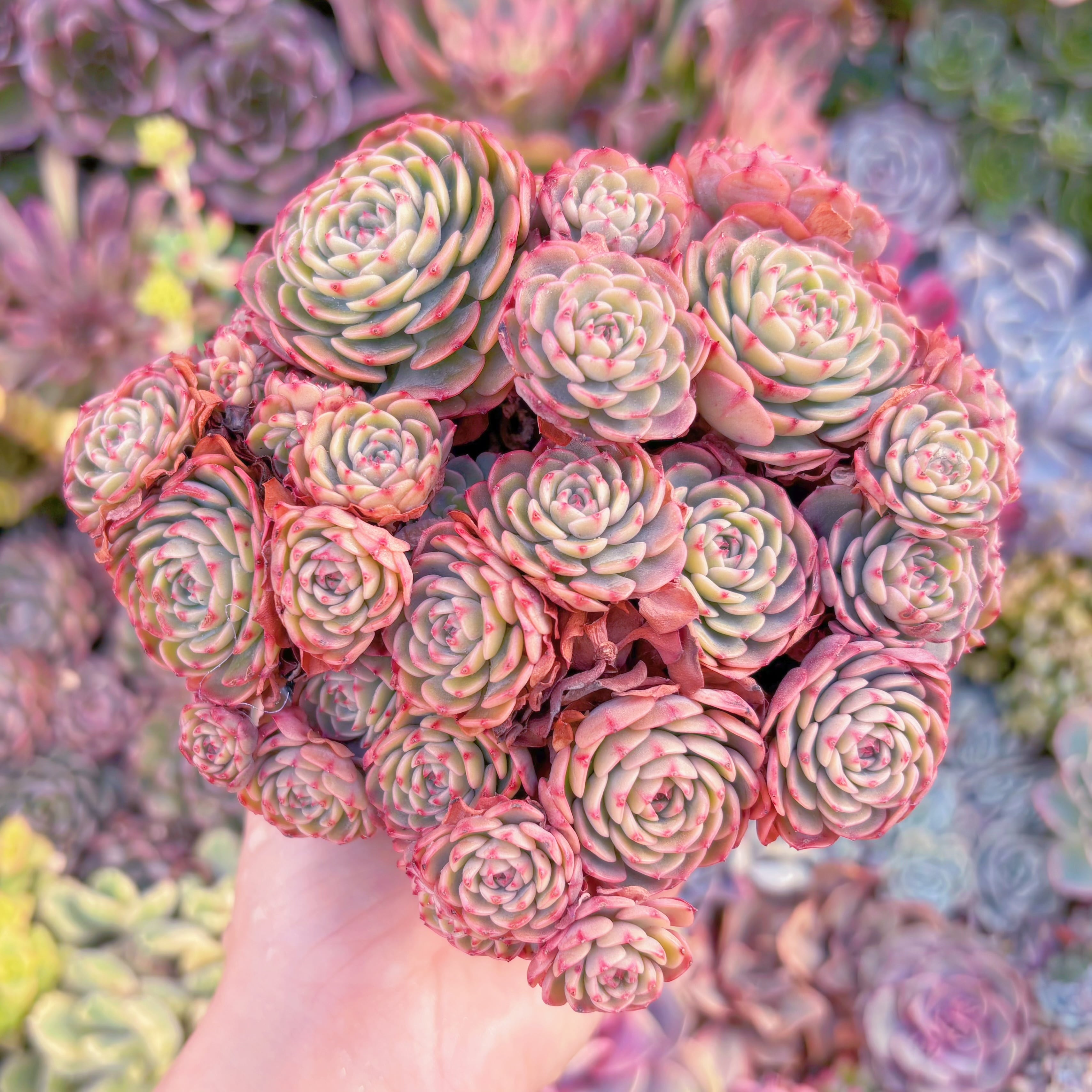 現品　シュガーベイビー#M029　大群生　新入荷　るる農園