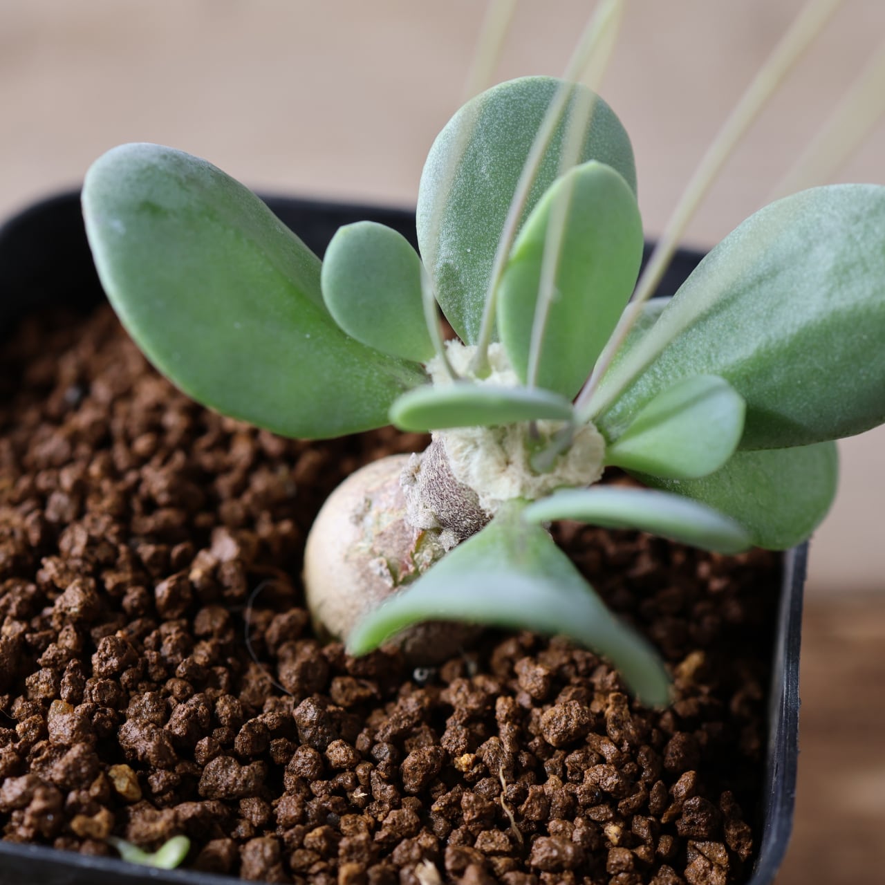 506『オトンナ ピグマエア』観葉植物【送料無料】 | MARX PLANTS