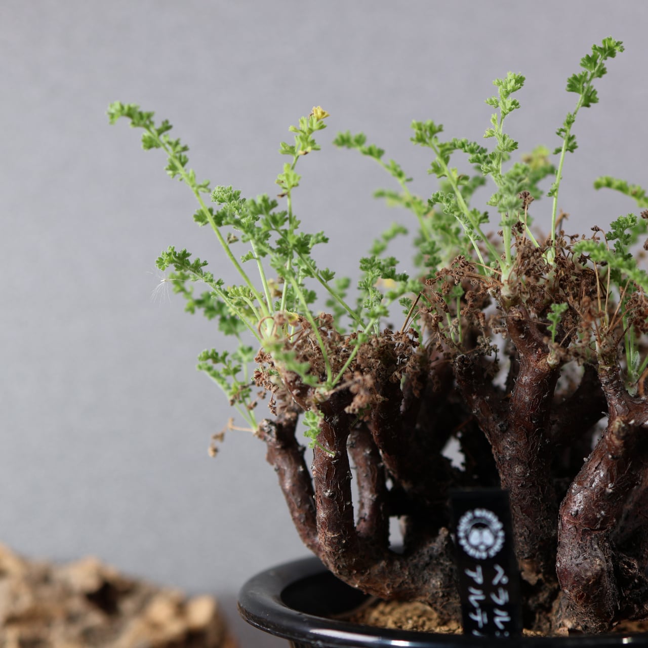 858『ペラルゴニウム アルテルナンス』観葉植物 一点もの【送料無料