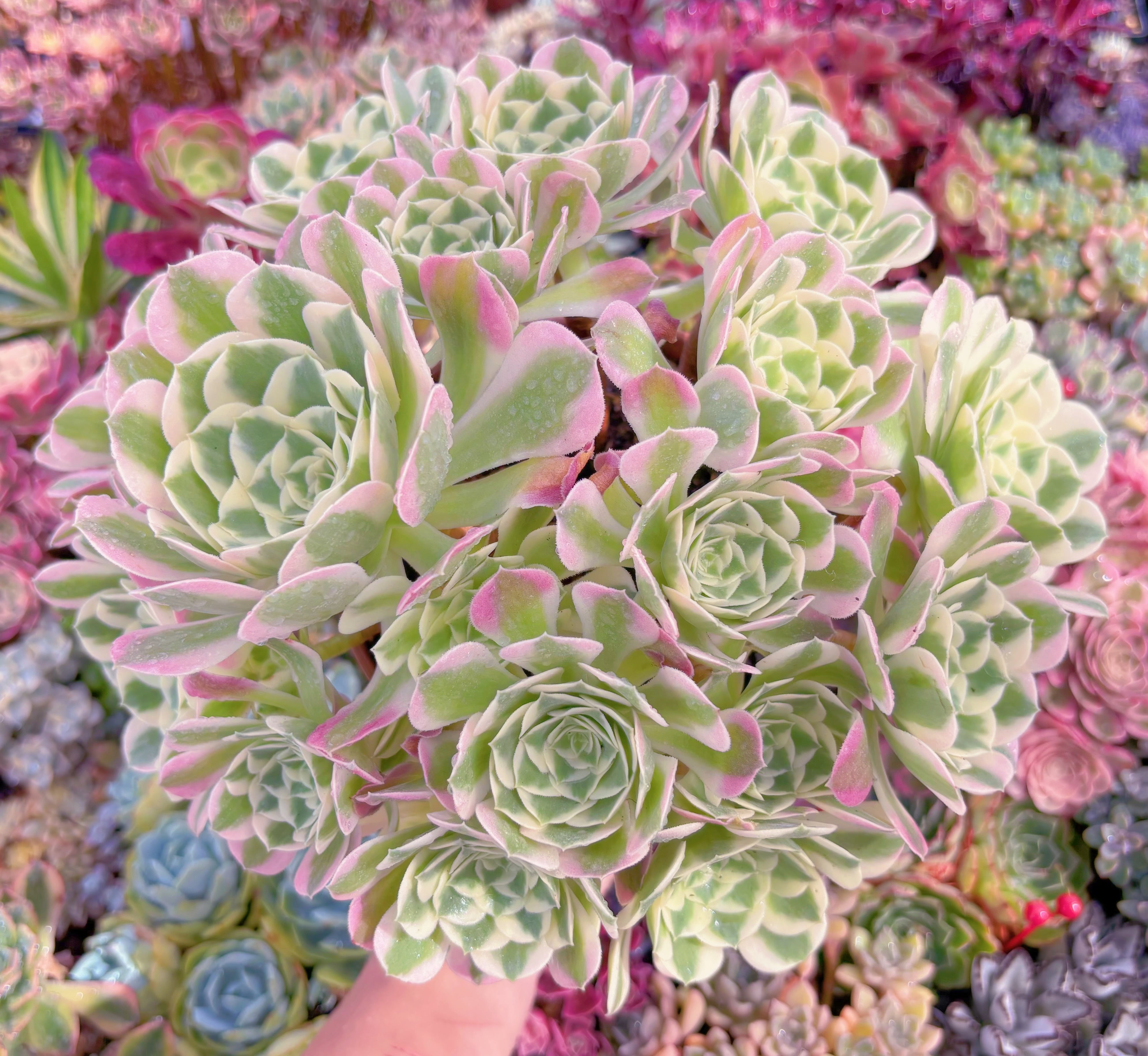 現品　白鳳錦#517　特特大苗　るる農園