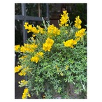 Cytisus × spachianus