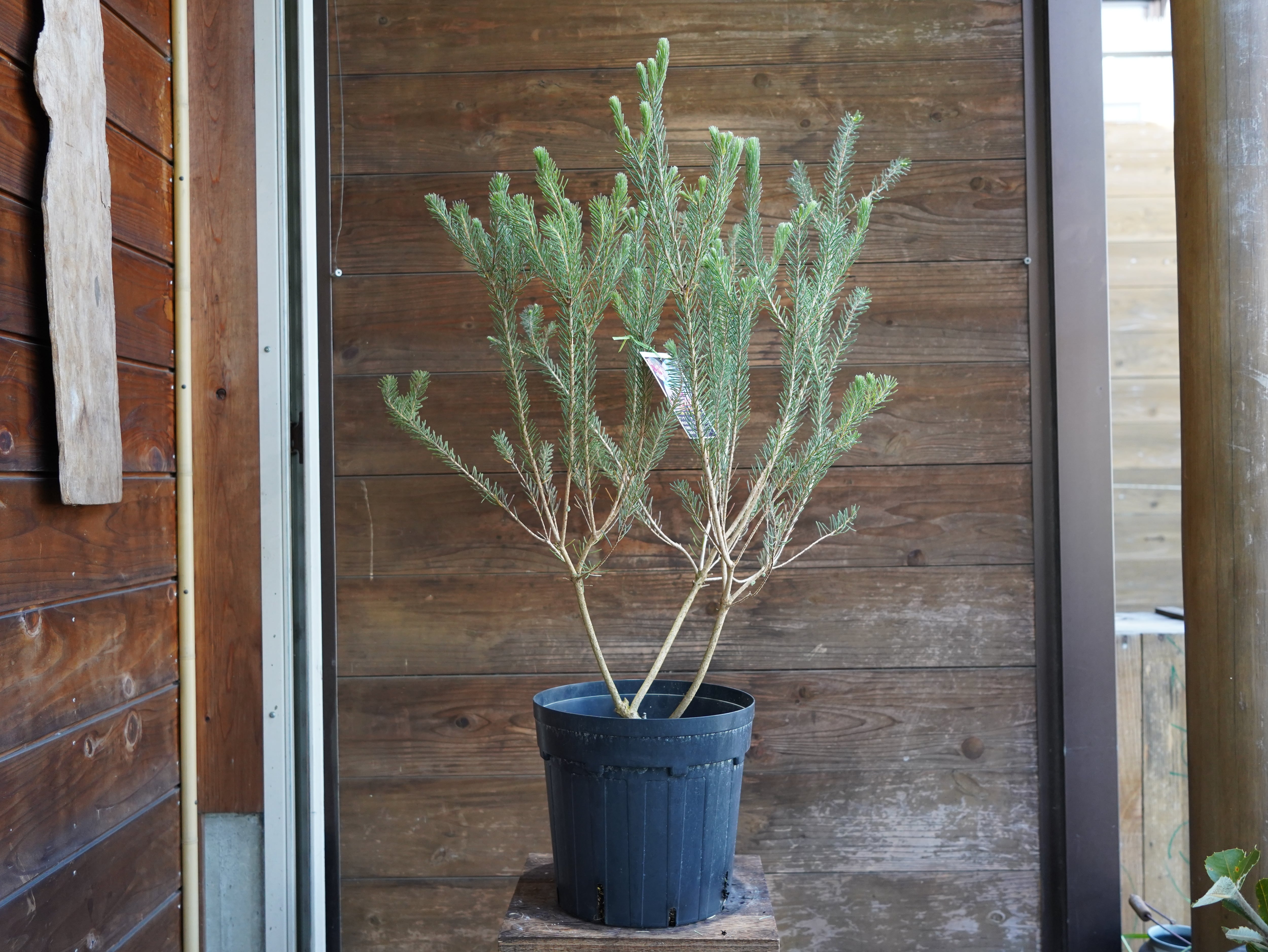 【現物】カロタムス　”ダスティーグレー”