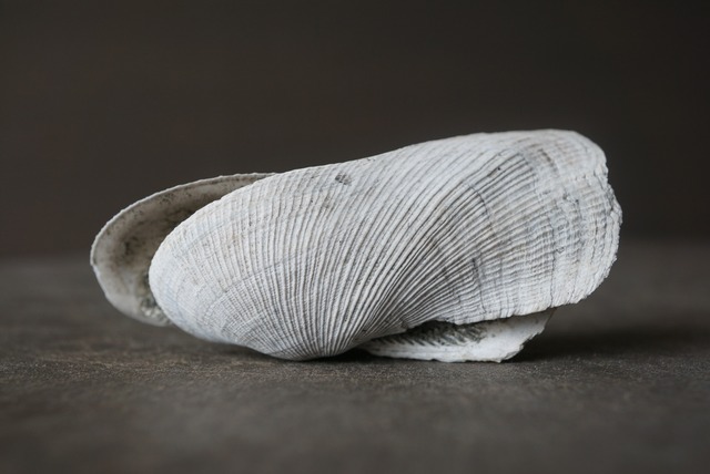 大阪産ビョウブガイ化石　Trisidos tortuosa kiyonoi 1293