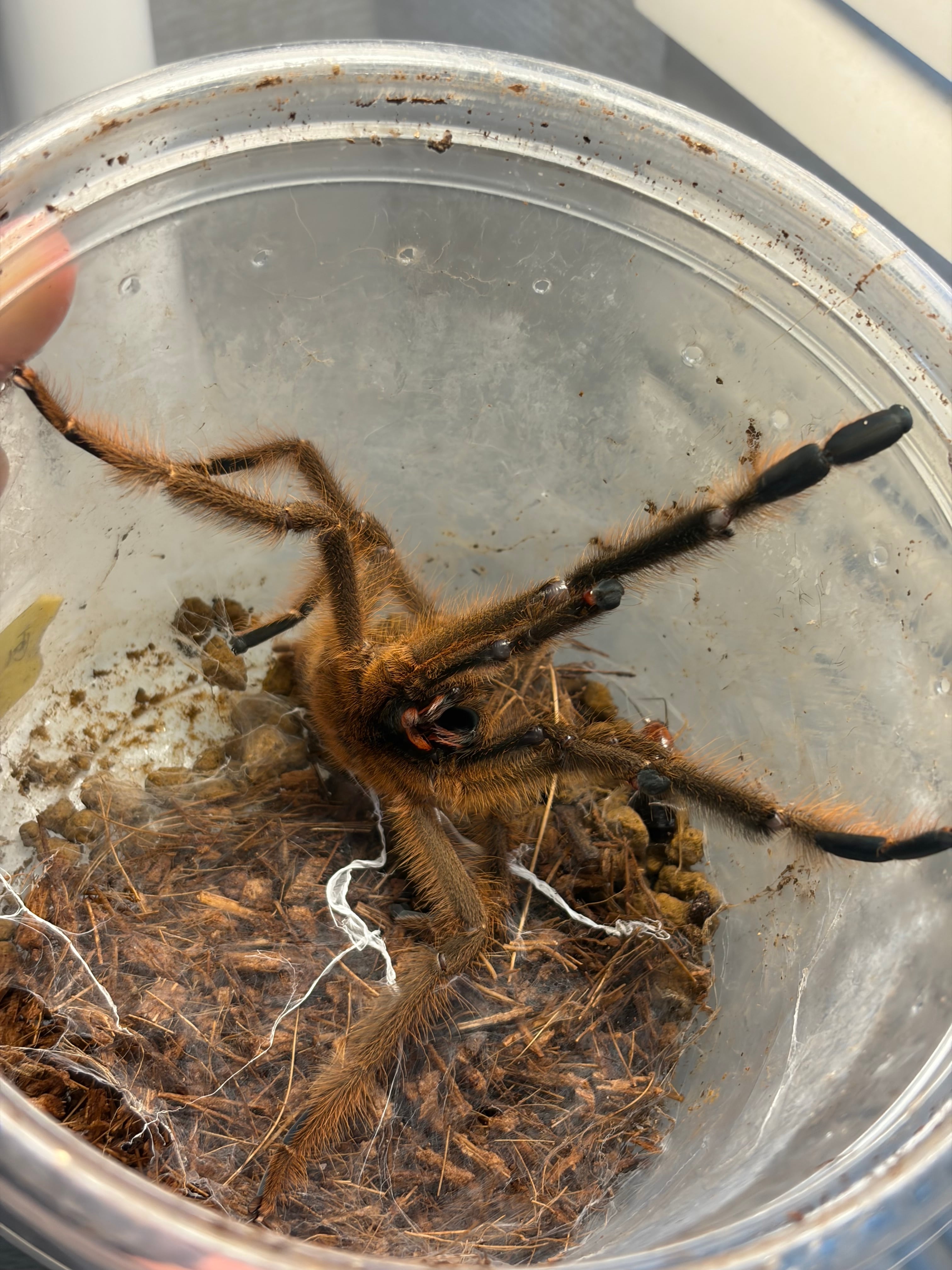 カラフトクビナガオサムシ Acoptolabrus lopatini 樺太 標本