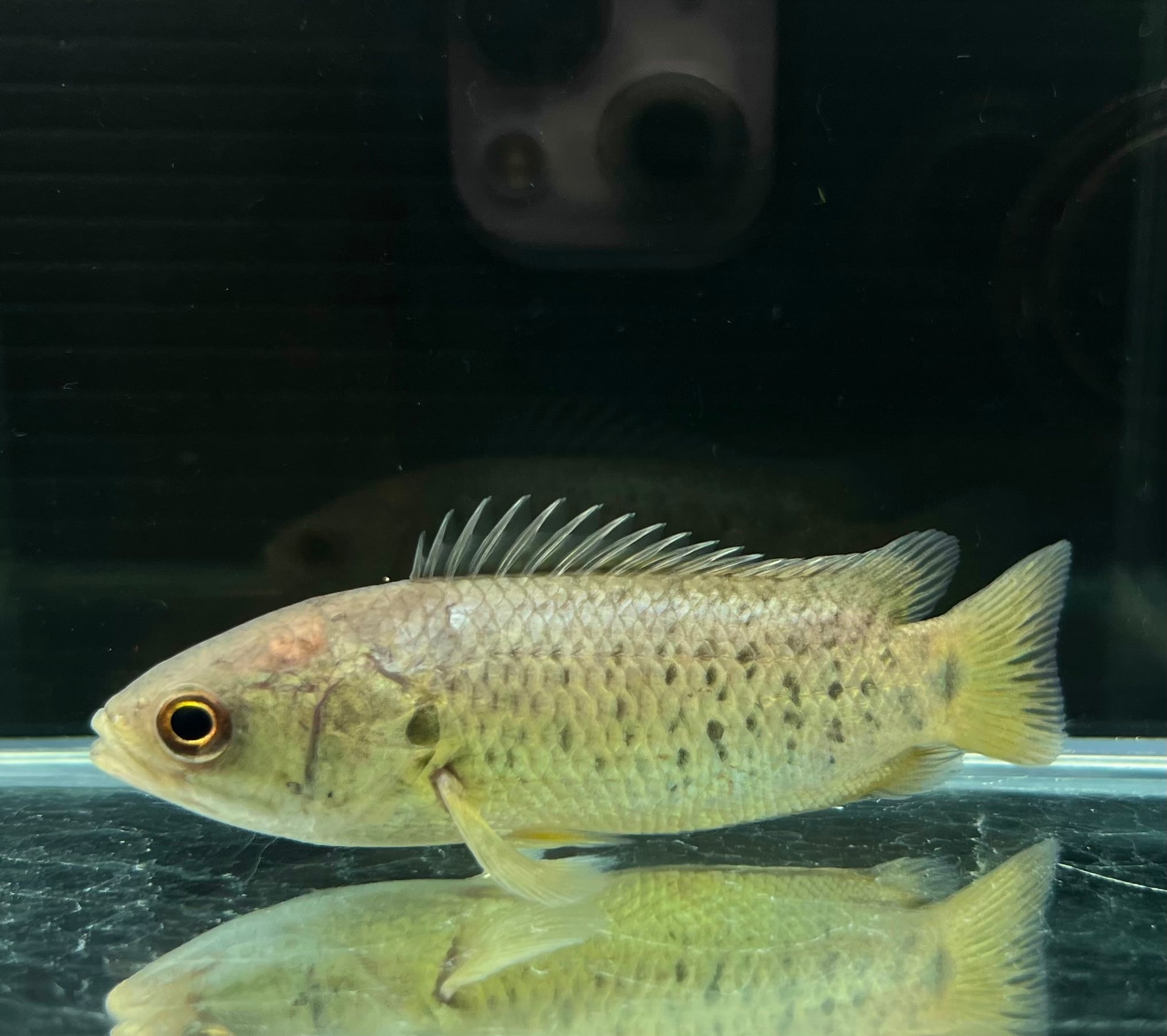 wild 採取個体 キノボリウオ 人気種 熱帯魚 美個体 1匹 即決