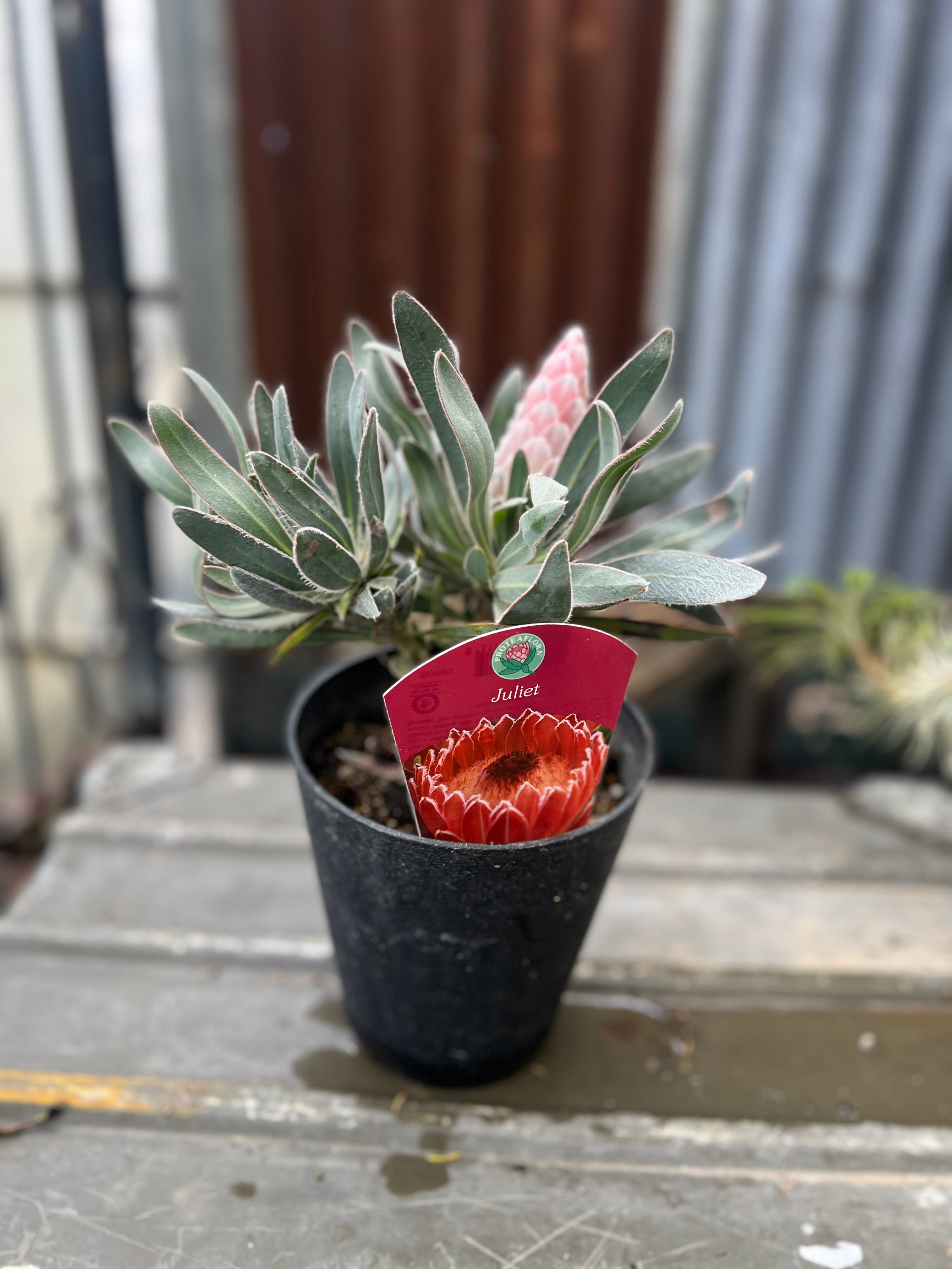 旅人の木（大）③ | 沼ノ上農園