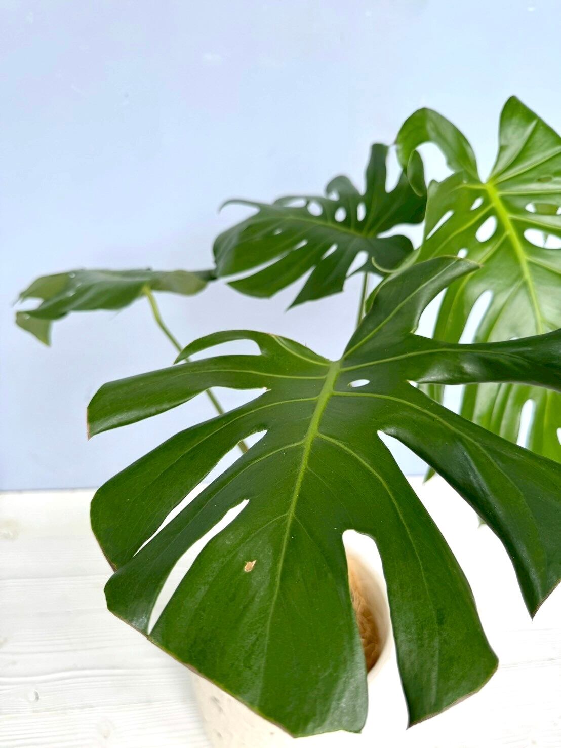 モンステラ セレクト鉢 観葉植物 9号 | V.PARK