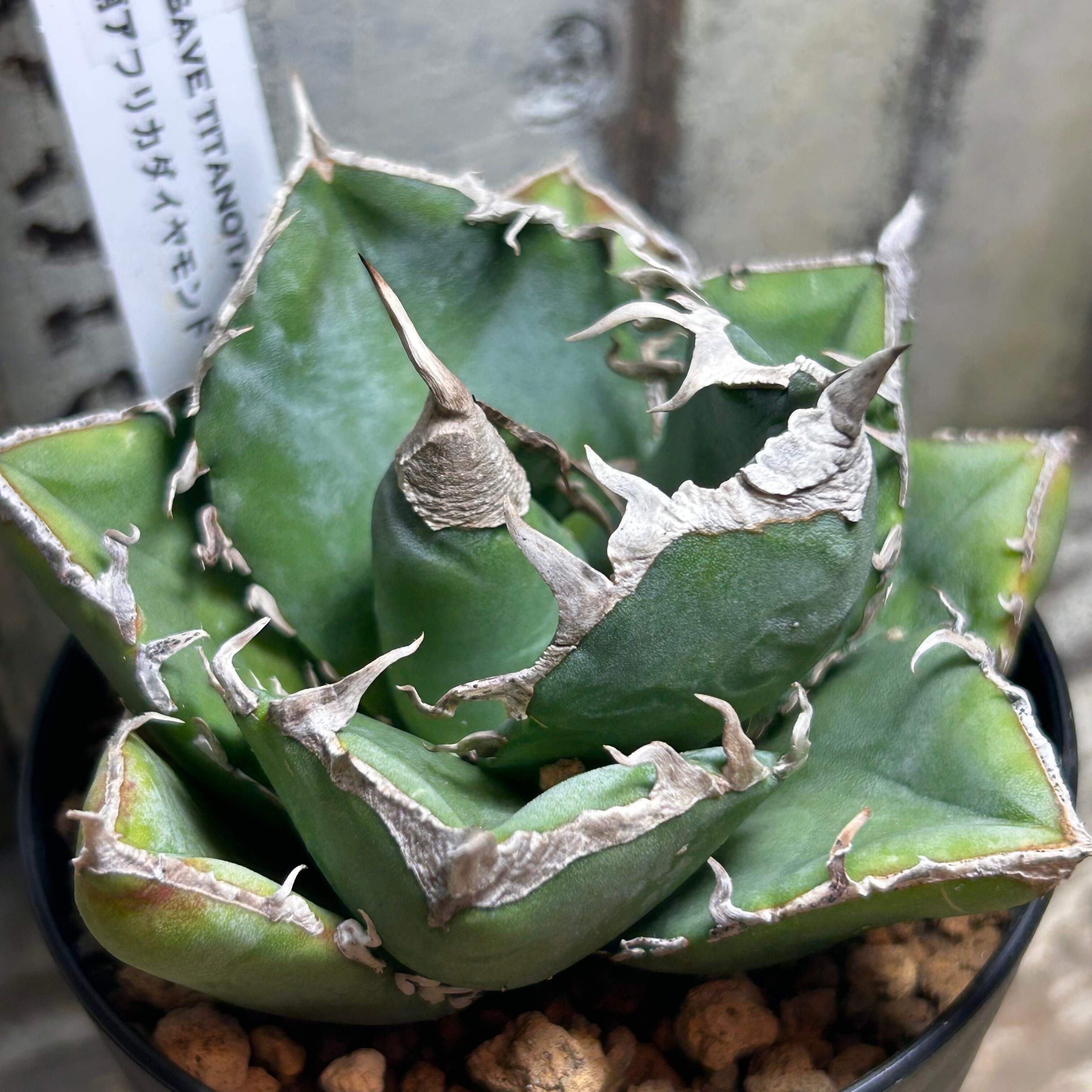 T)ブルームーン センペル(鉢入り | RuPo 多肉植物専門店