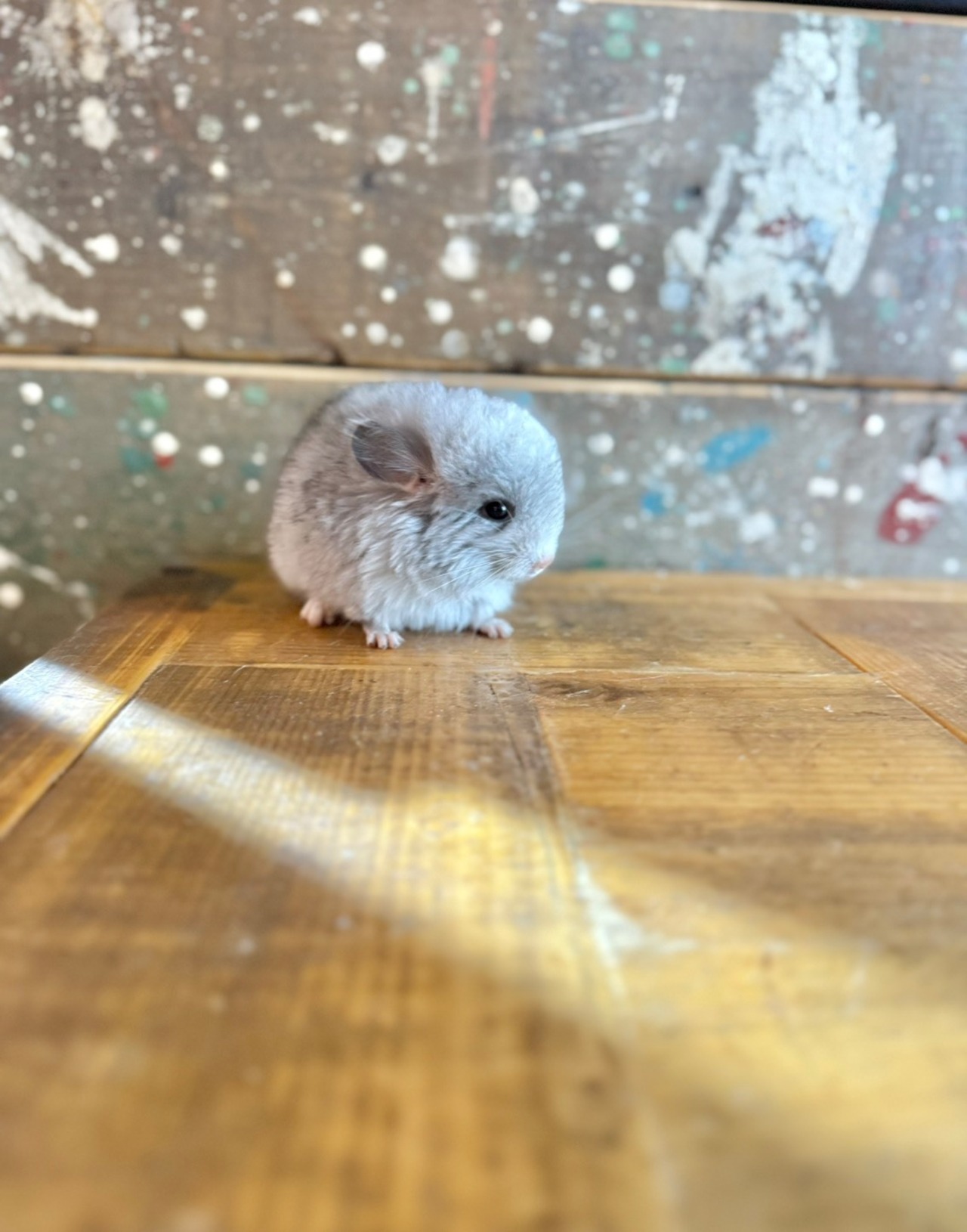 アンゴラ・シルバーモザイク・ホワイトテール① - 5