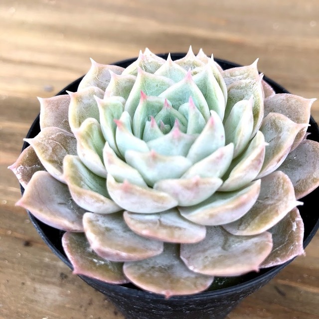 オンスロー Echeveria Onslow