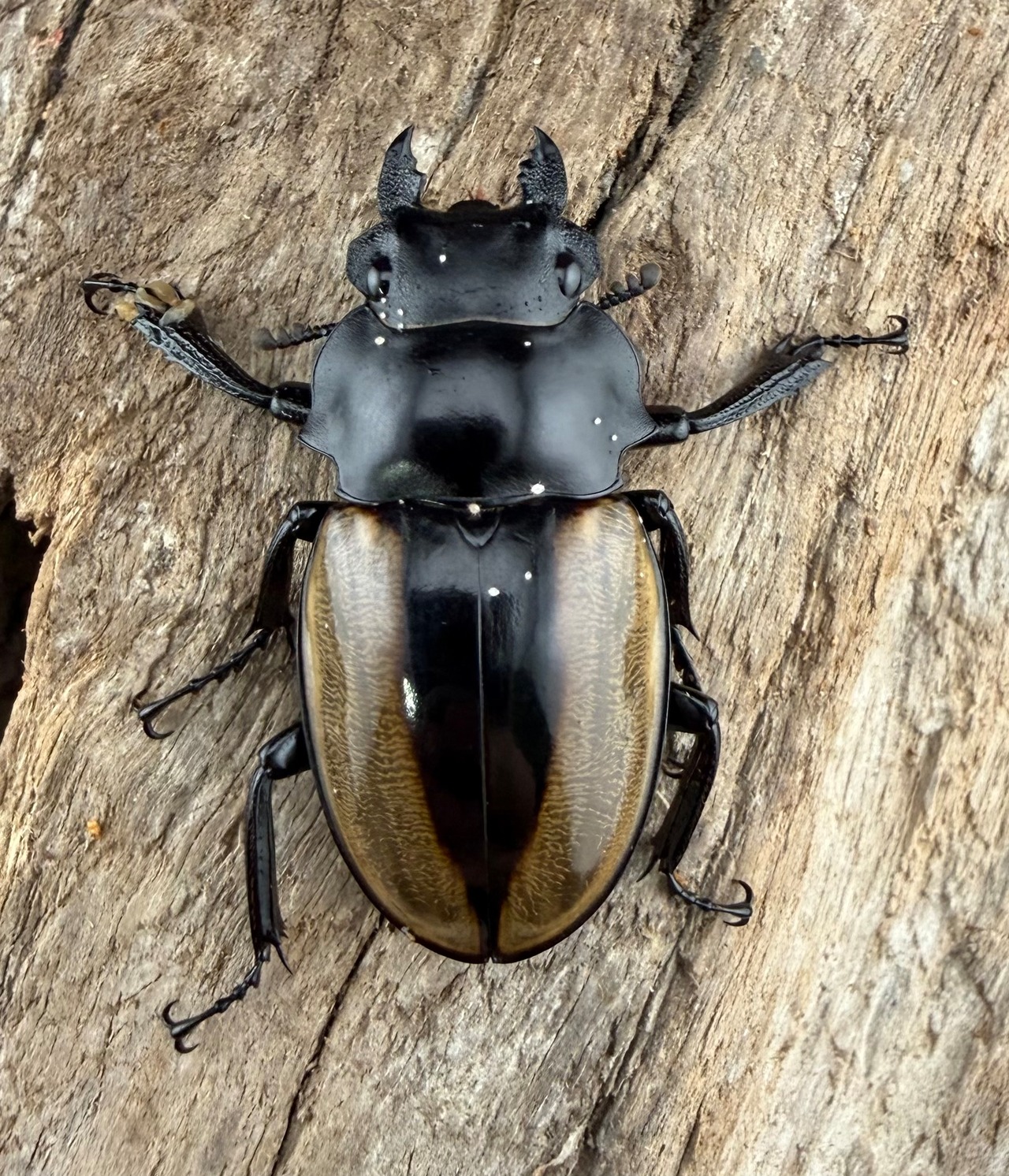 【WD】《ルデキンツヤクワガタ 74mm ペア》