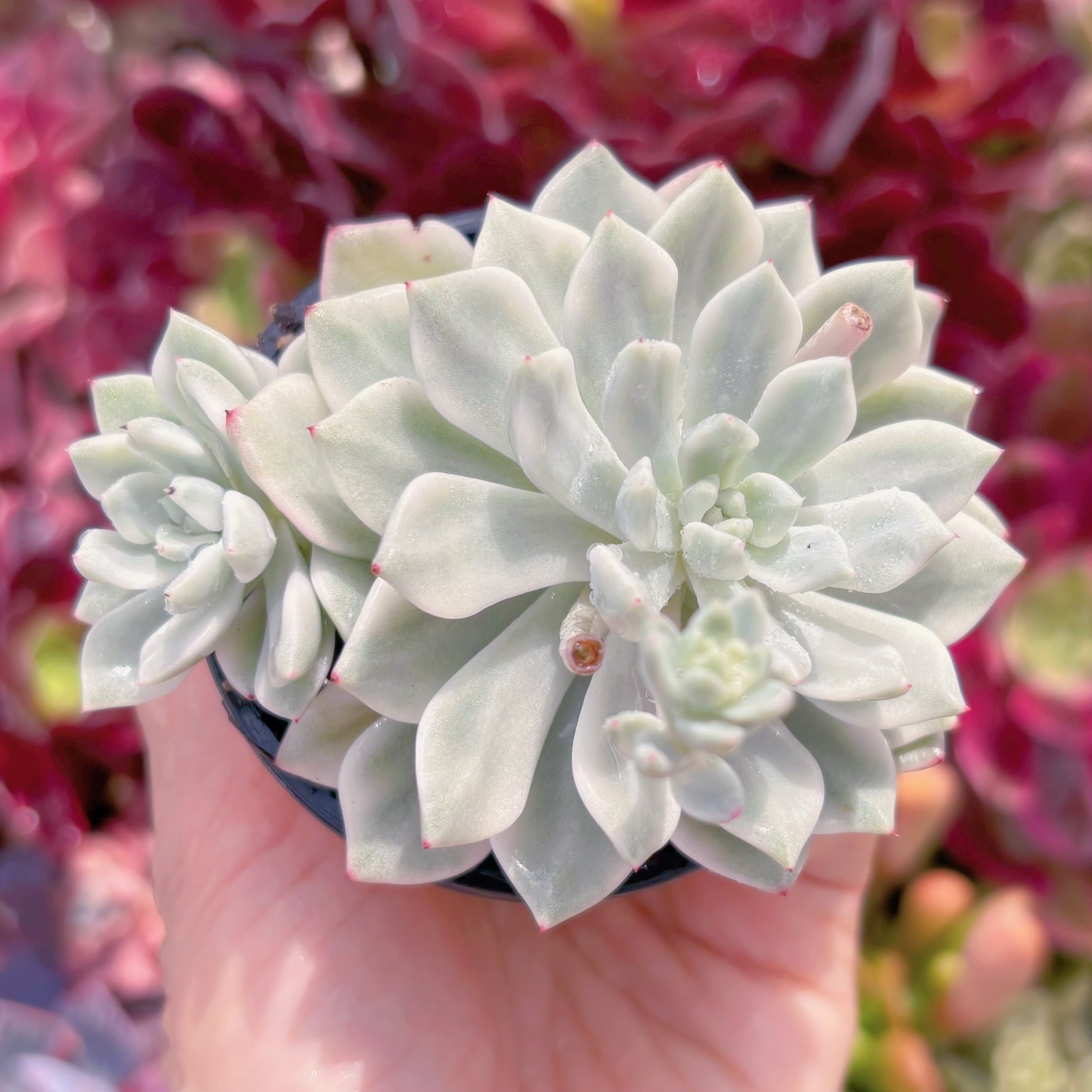 現品　雪の女王錦#234　るる農園