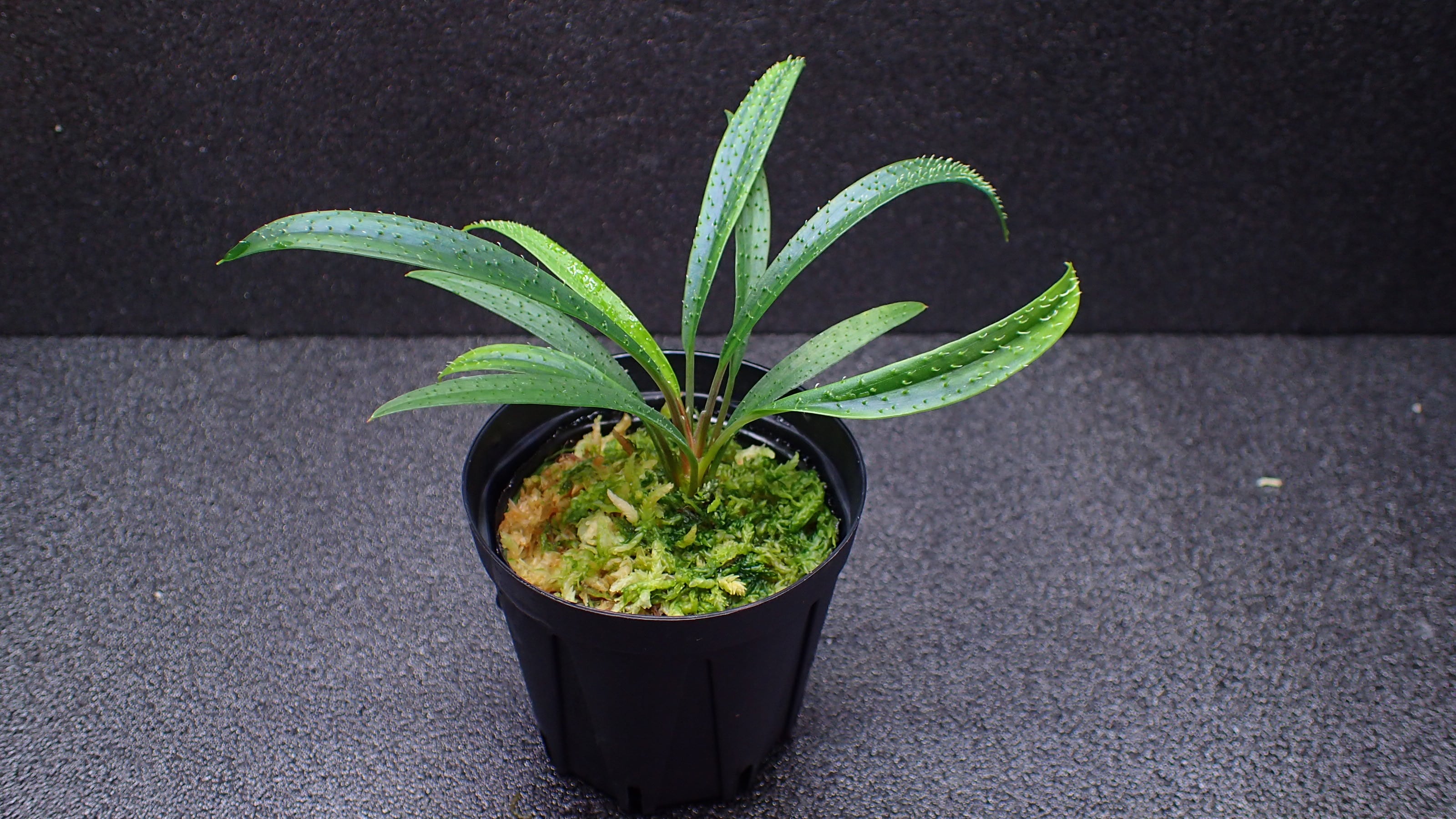 KEN010【 HW便】Bucephalandraセット Bucephalandra sp Nanga Taman 1株 | 熱帯植物 水草