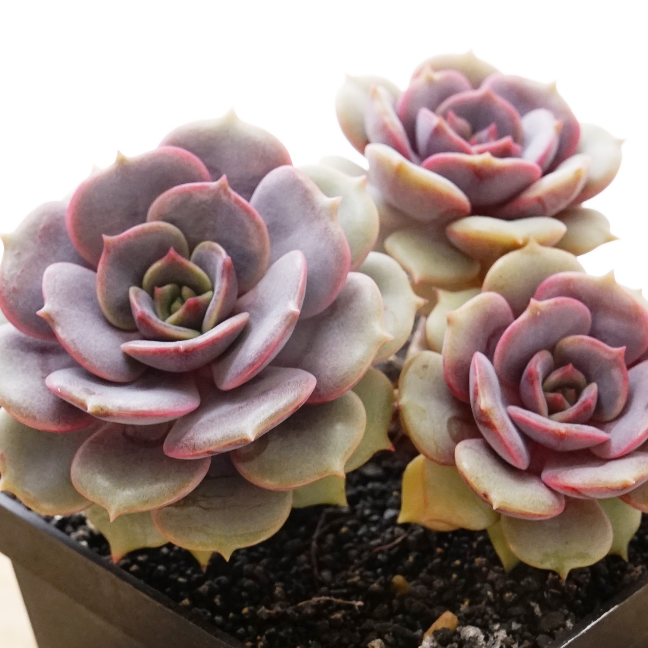 【PREMIUM】 抜き苗 ピンクバタフライ 3頭群生 Echeveria 'Pink Butterfly'