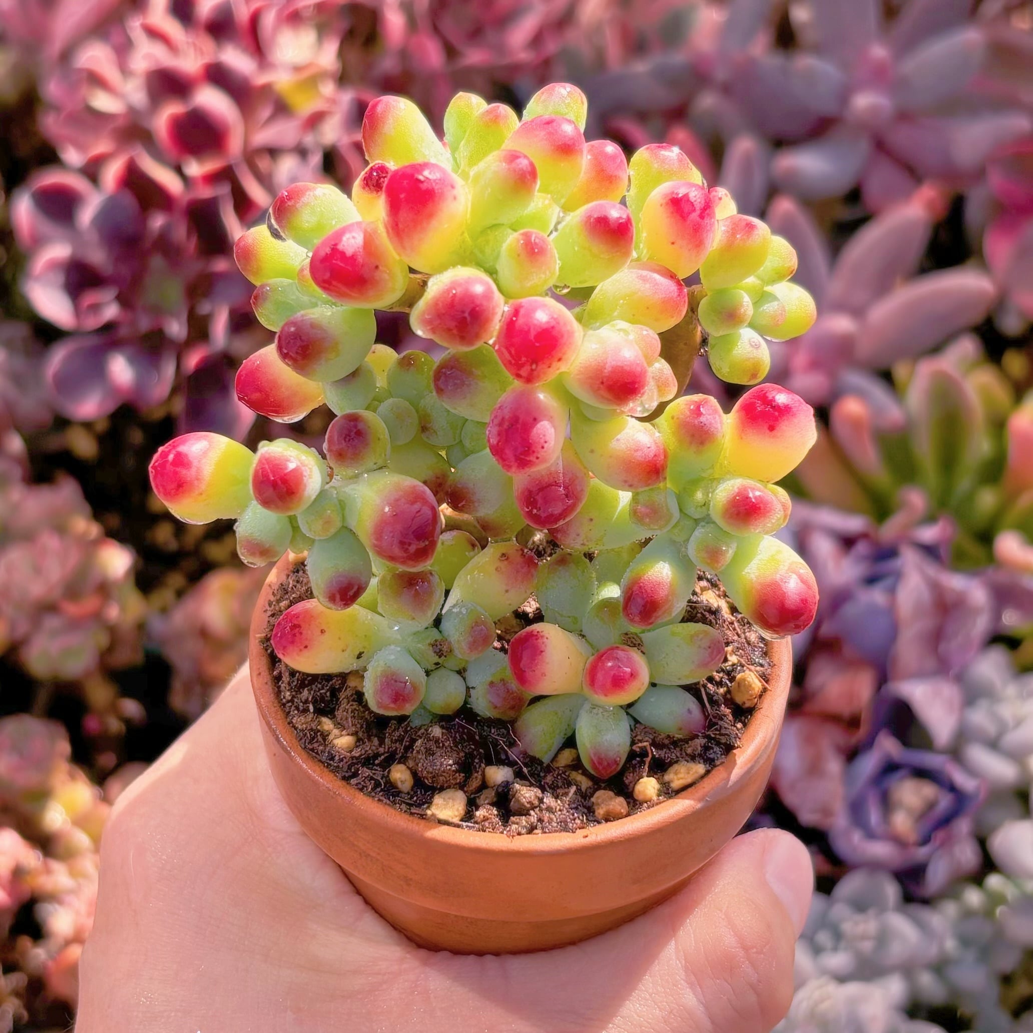 多肉植物　べり果　新入荷　るる農園