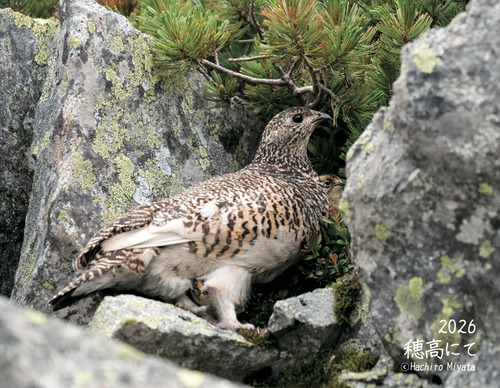【2026 卓上カレンダー 穂高にて 】