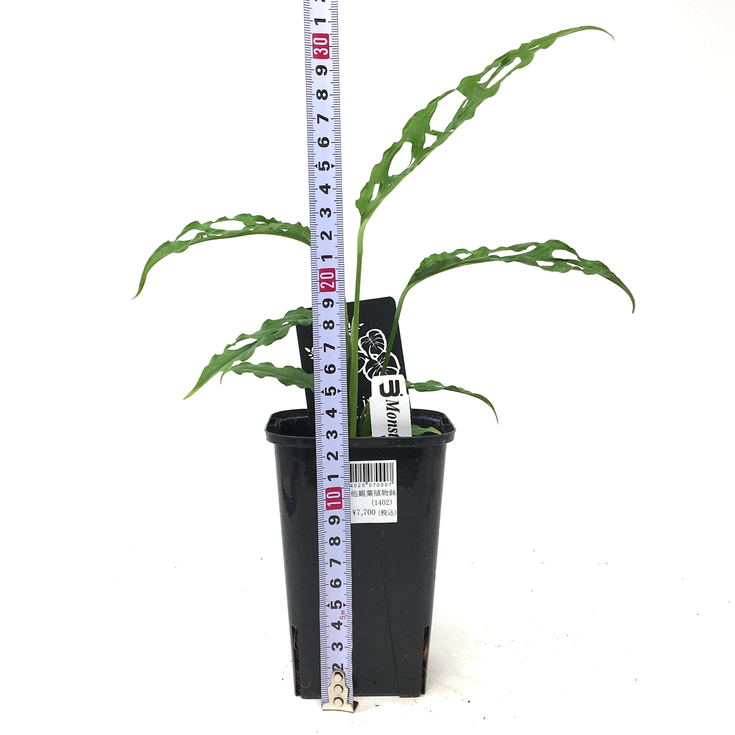 ポトスライムコンパクト散り斑入り