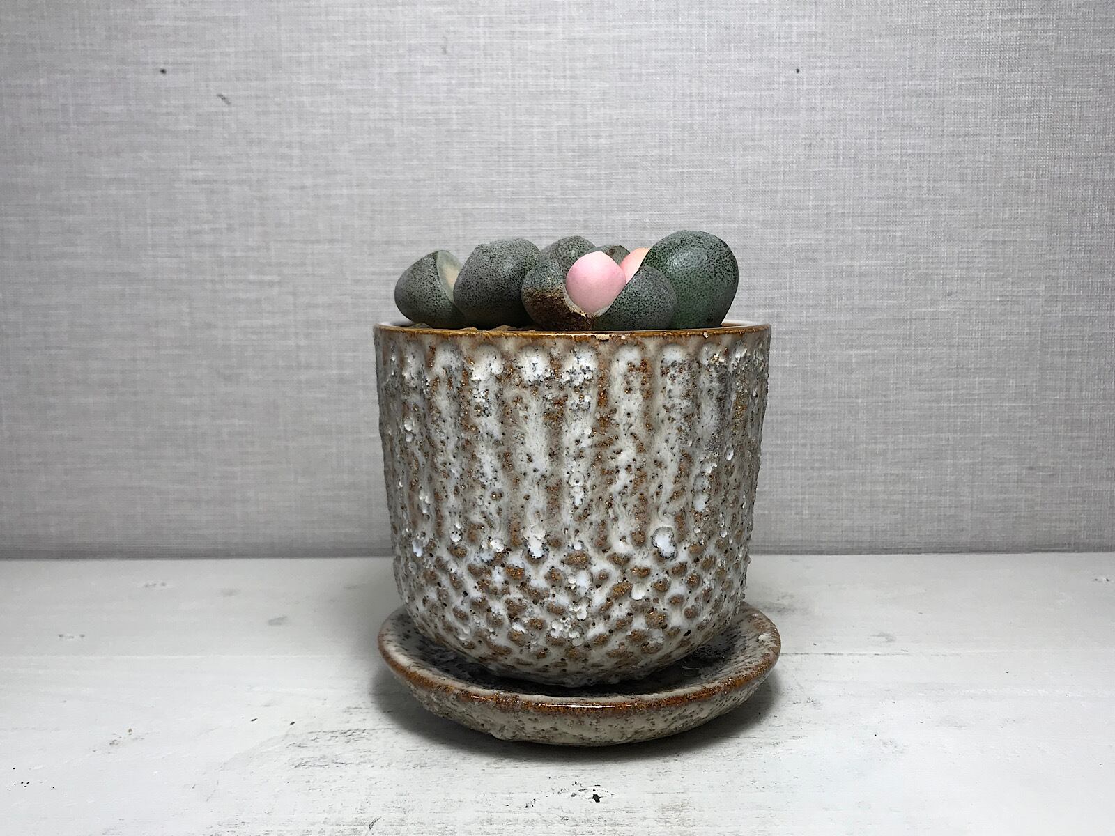 プレイオスピロス 令和の桃太郎