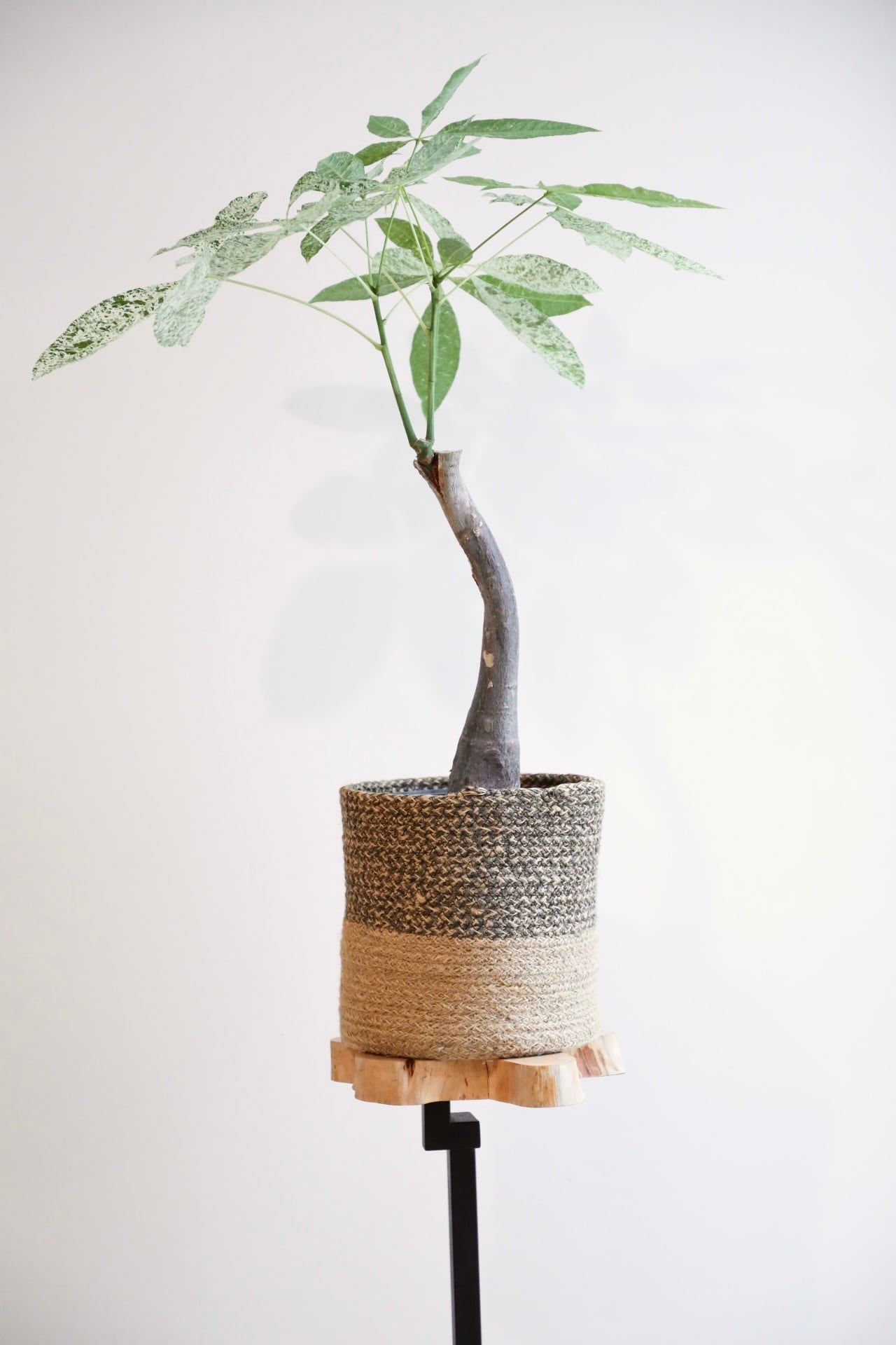 【現品】斑入りパキラ　パキラ　ミルキーウェイ　８号鉢　CA番 現品】斑入りパキラ パキラ ミルキーウェイ 8号鉢 CA番