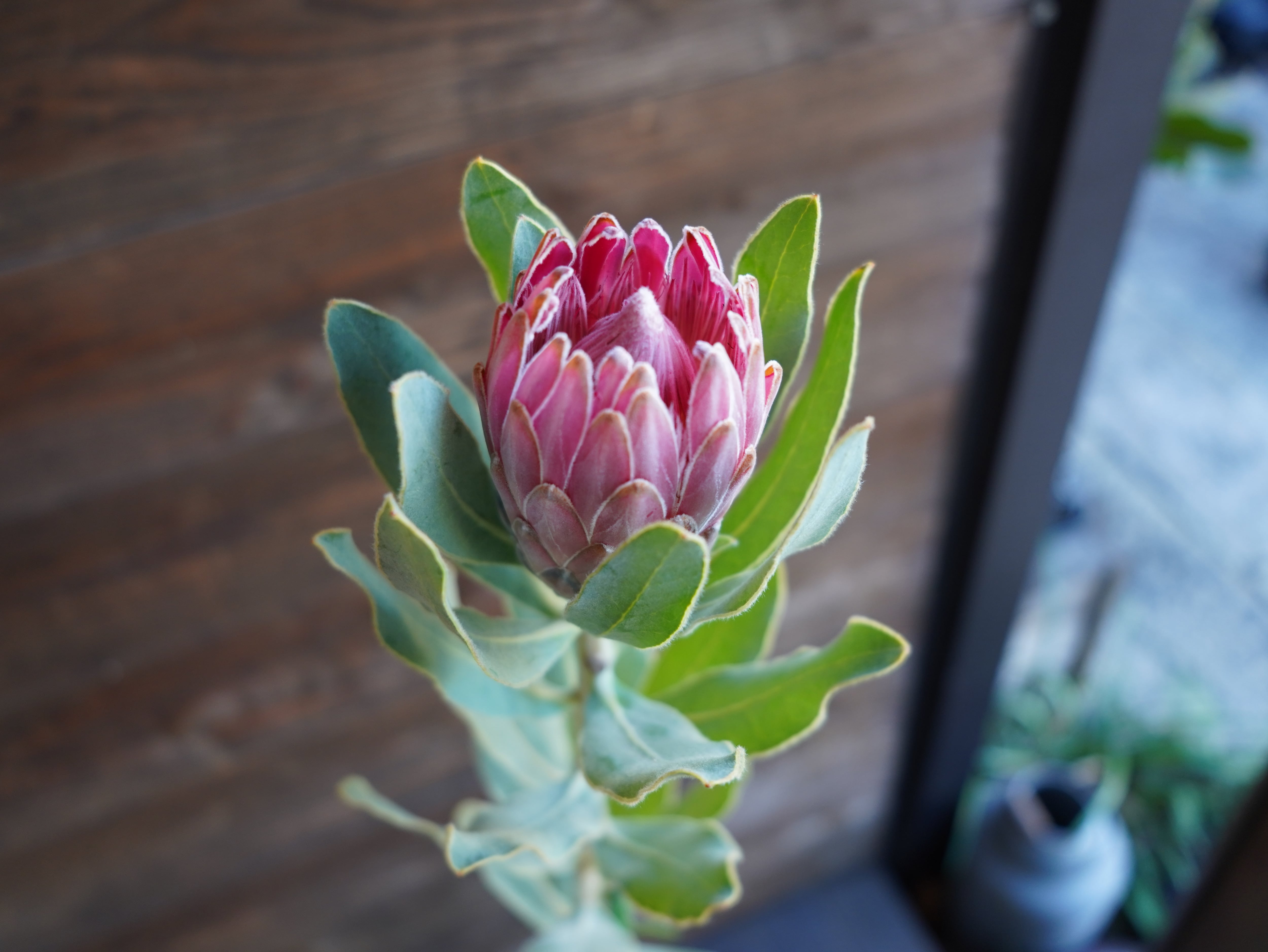 【現物】プロテア ”ステートリー”