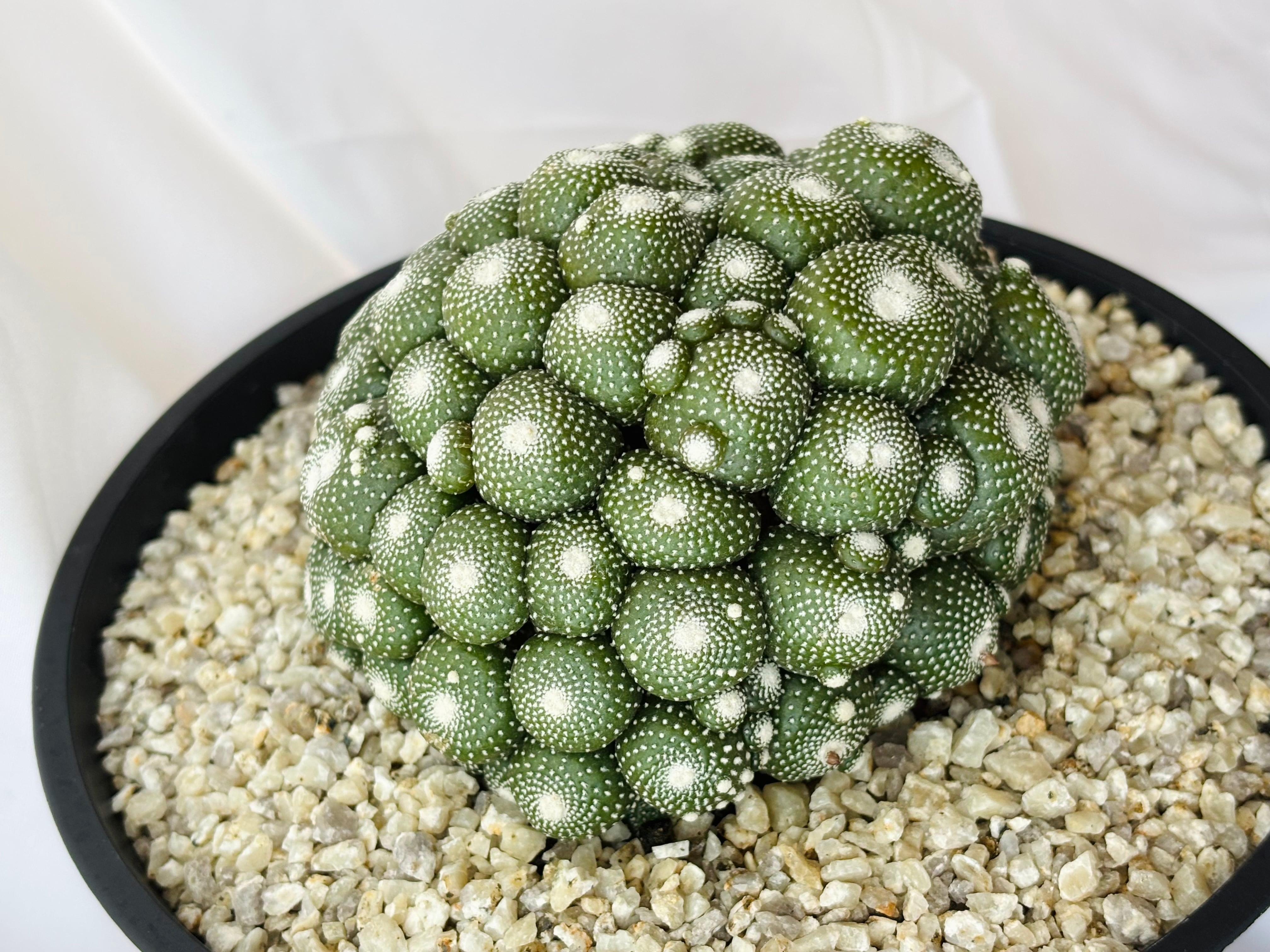 Blossfeldia liliputana ブロスフェルディア 特白松露玉 サボテン