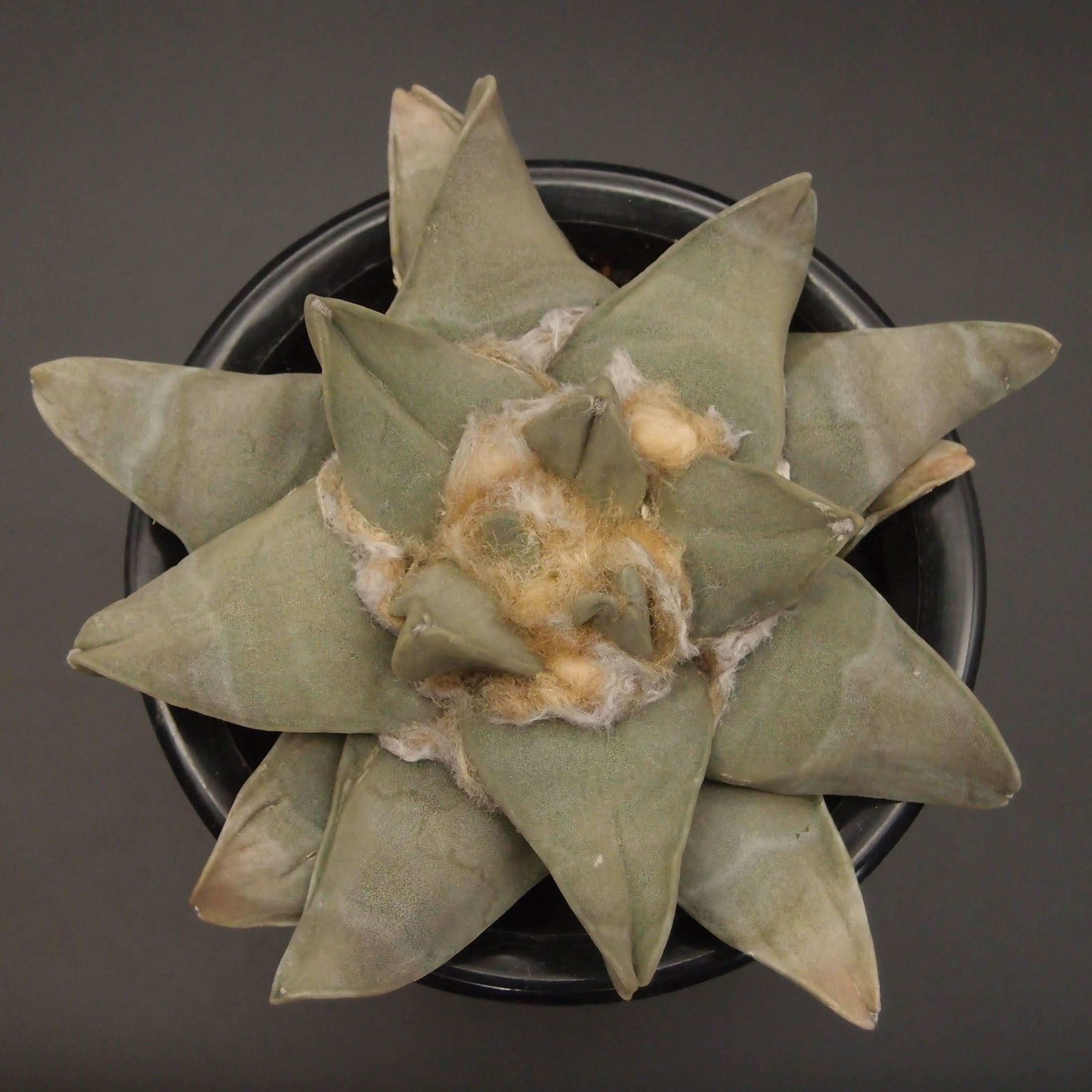 サボテン | 万緑 BAN RYOKU