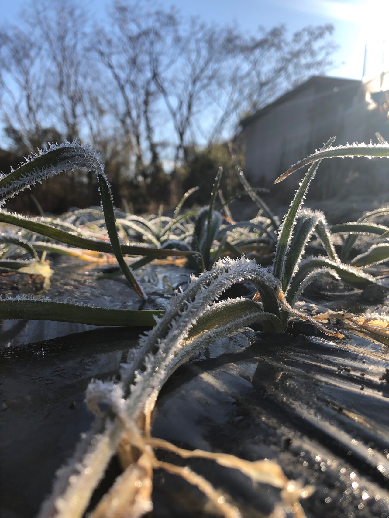 希少食材『にんにくの芽』500g 農薬・化学肥料不使用