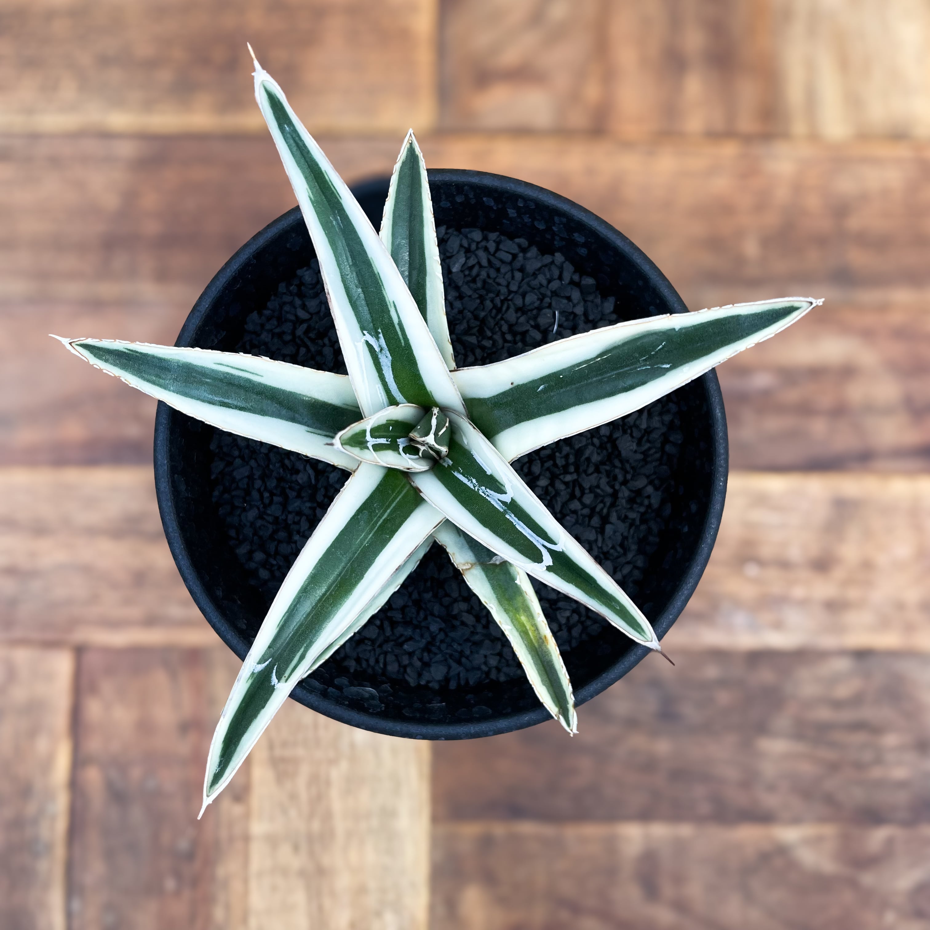 Agave nigra “Shark Skin”【アガベ・ニグラ・シャークスキン Agave nigra “Shark Skin”【アガベ・ニグラ・シャークスキン