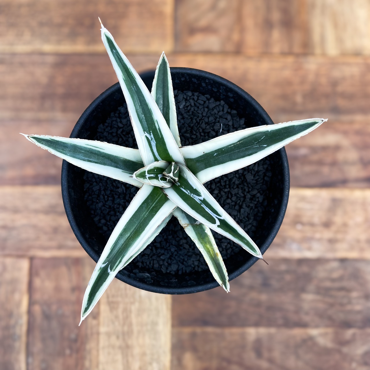 Agave victoriae-reginae 'Setsuzan'【雪山】