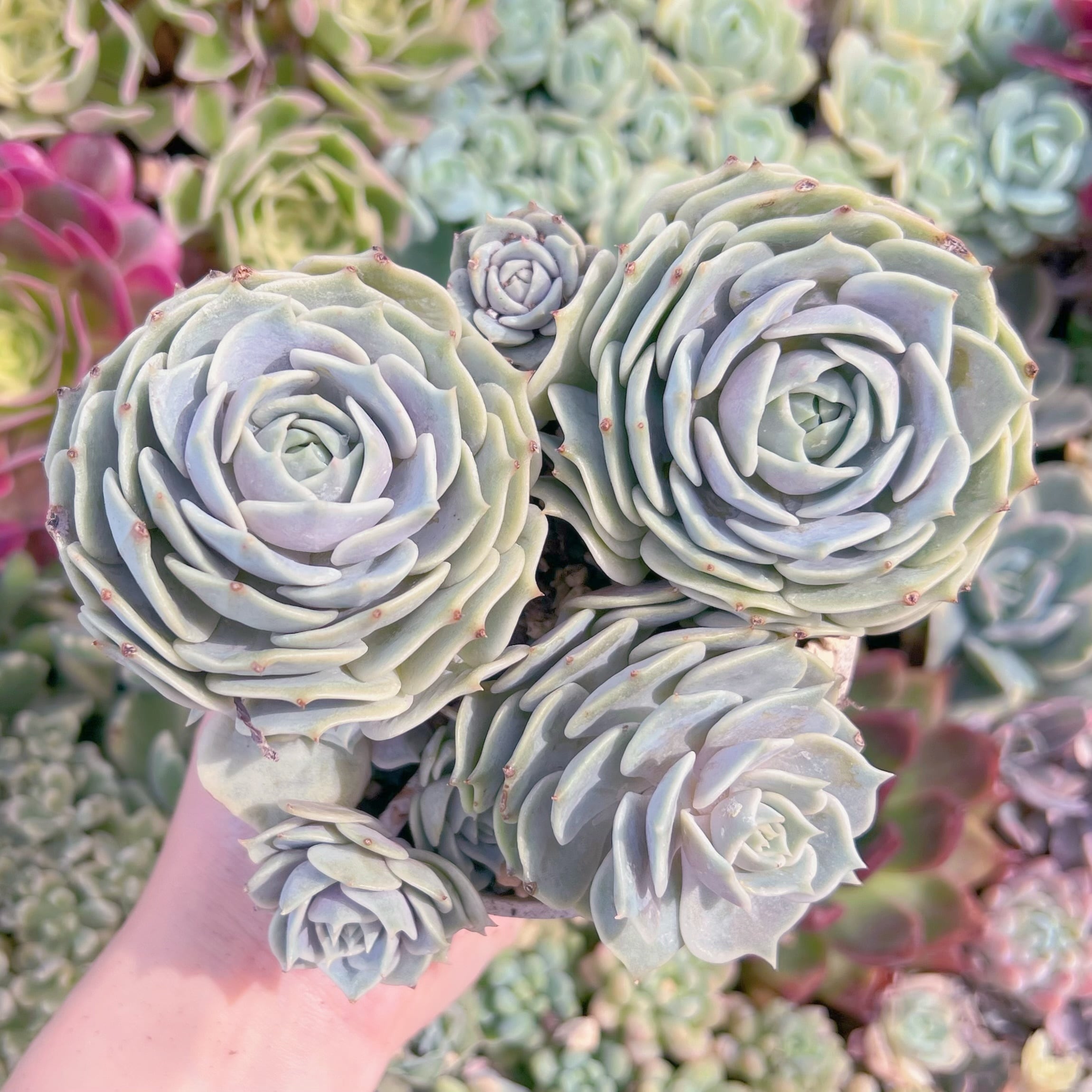 現品　ローラ#K007　大苗　るる農園