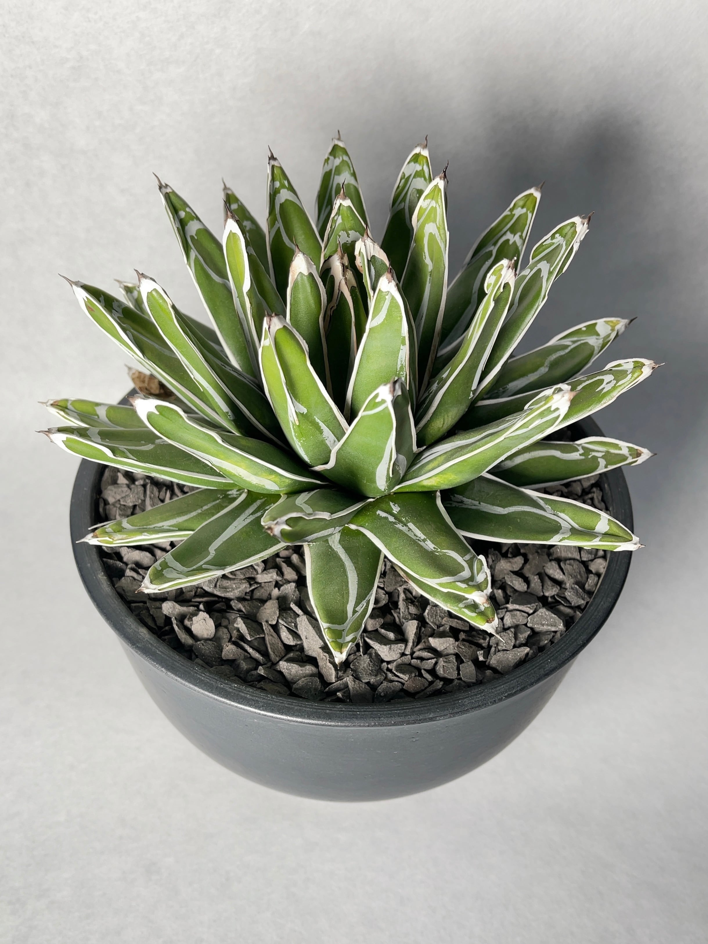 アガベ・笹の雪 | trigger