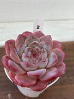 輸入苗 ☆ピュアラブ × アイス No.2