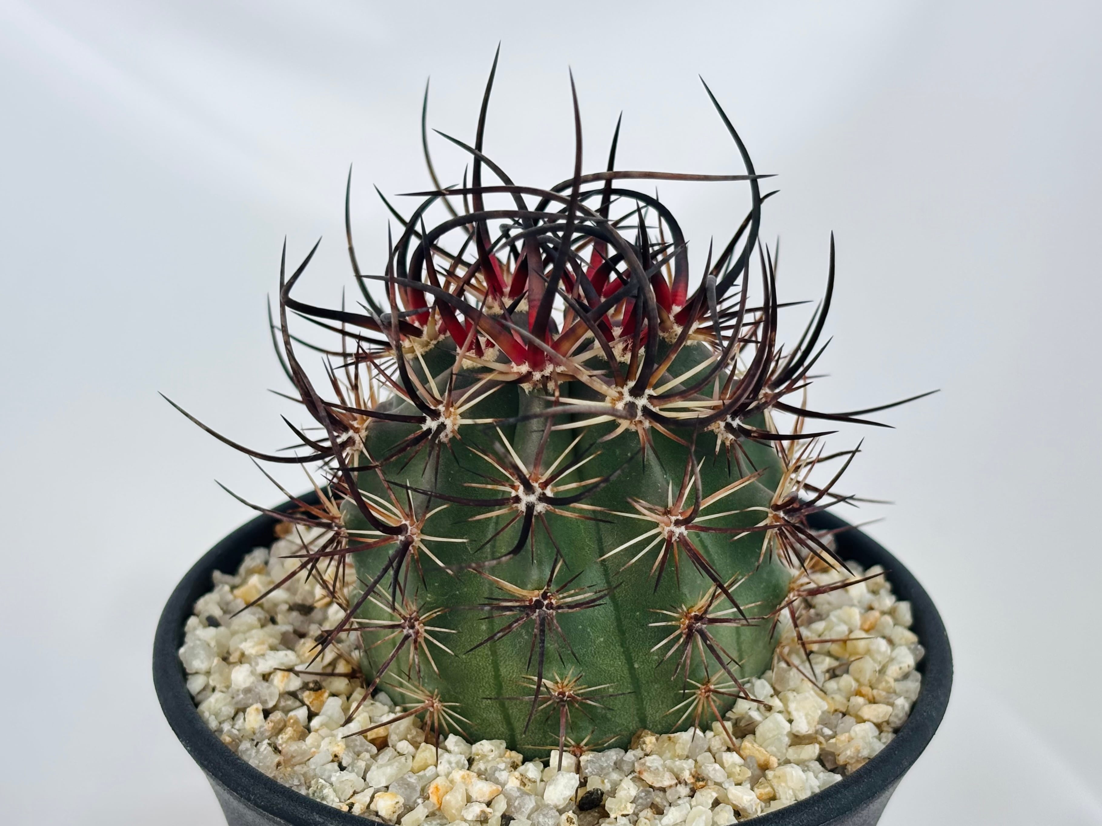 Echinocereus lindsayi エキノケレウス リンゼイ サボテン | plants