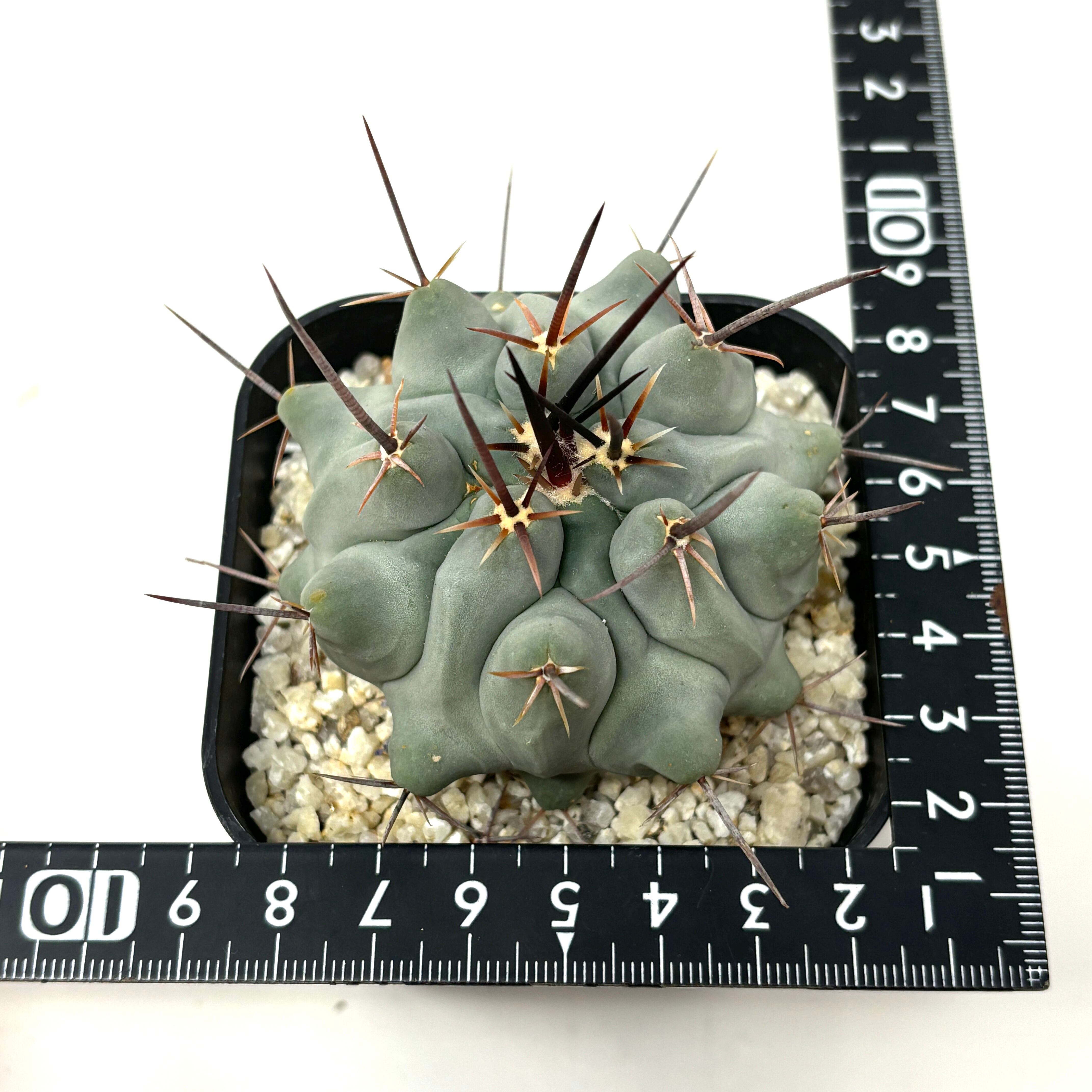 サボテン　多肉植物　鶴巣丸 サボテン テロカクタス 鶴巣丸226 | PROTOLEAF プロトリーフ