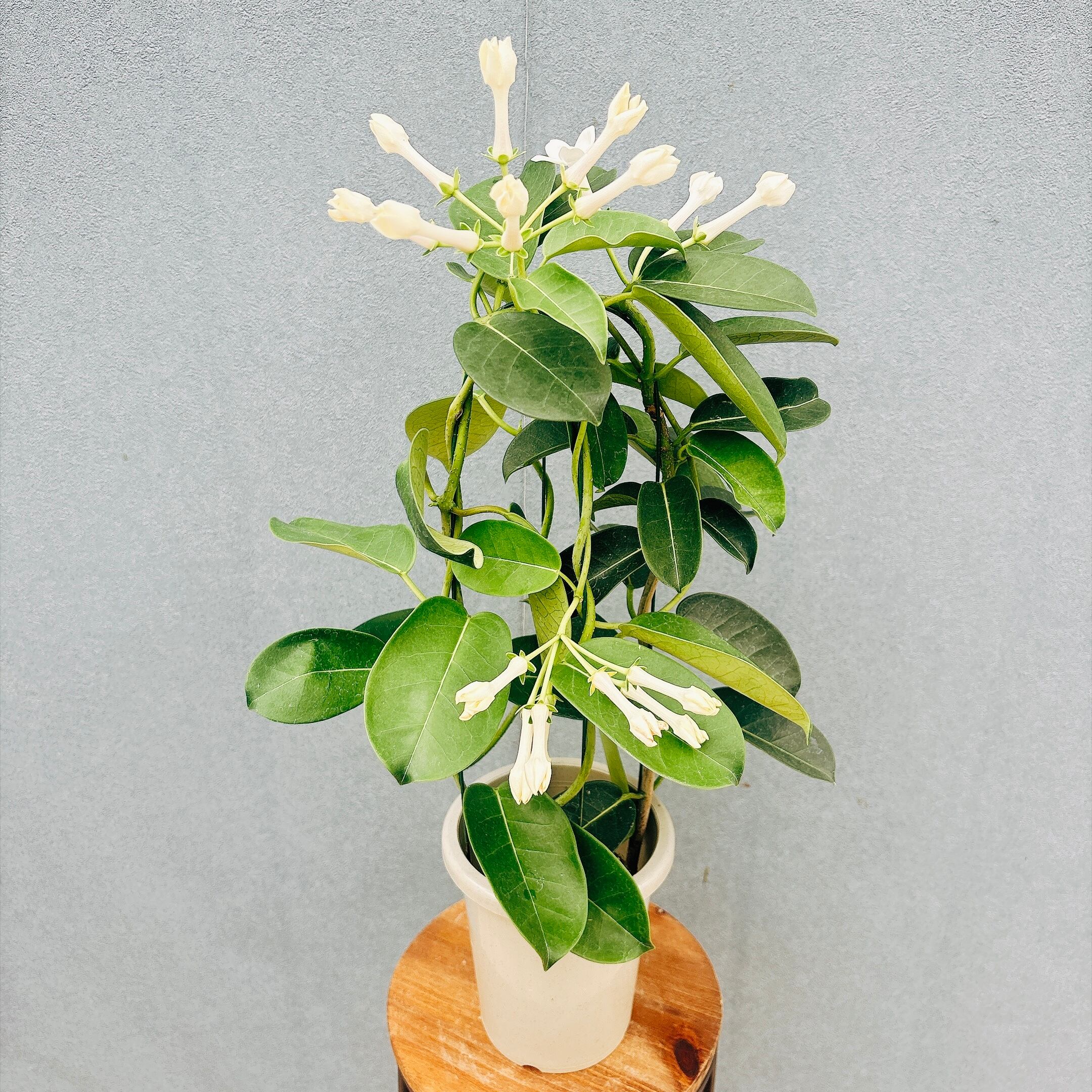 現品］☆珍しい☆ 19番 トックリキワタ 8号 南米桜 観葉植物 レア 徳利