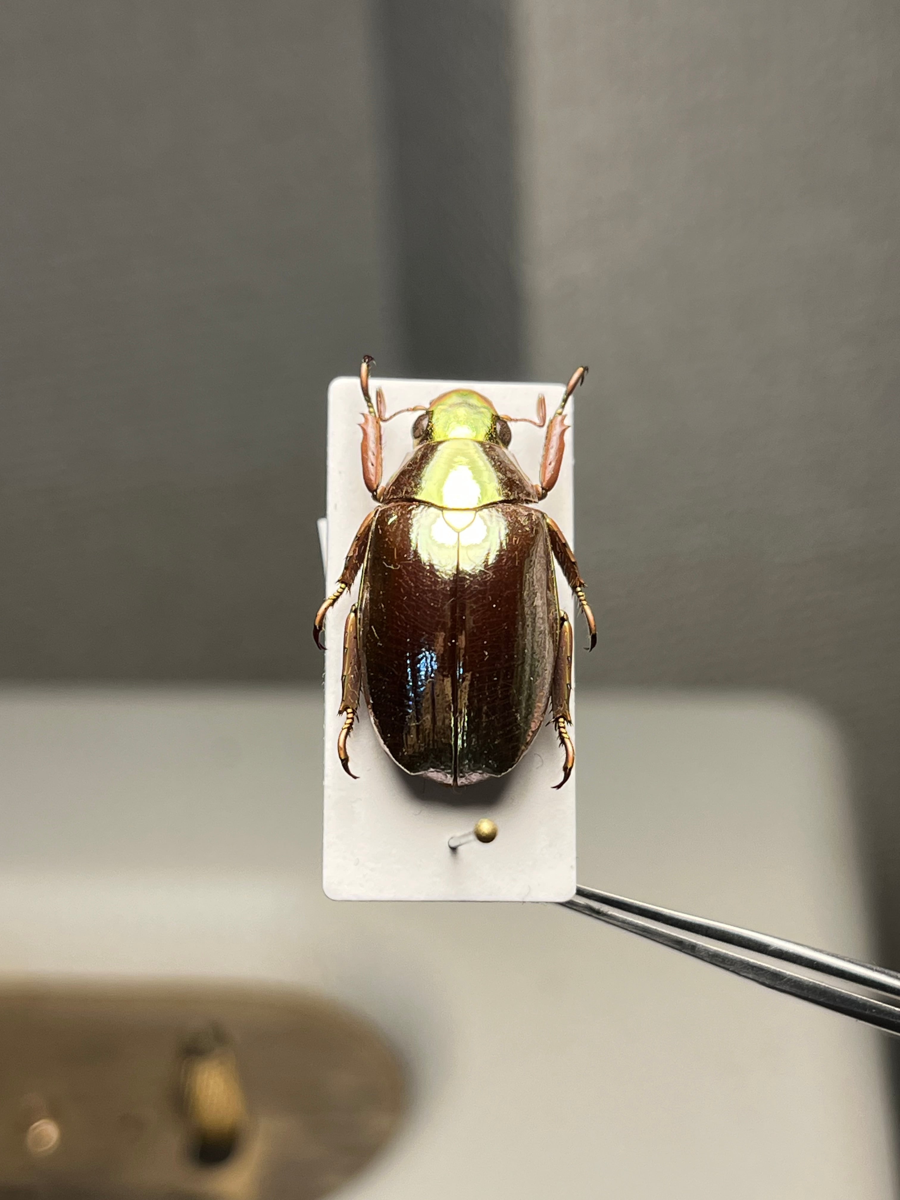 標本】ニジイロクワガタ オウゴンオニクワガタ ピカール血統 レッド