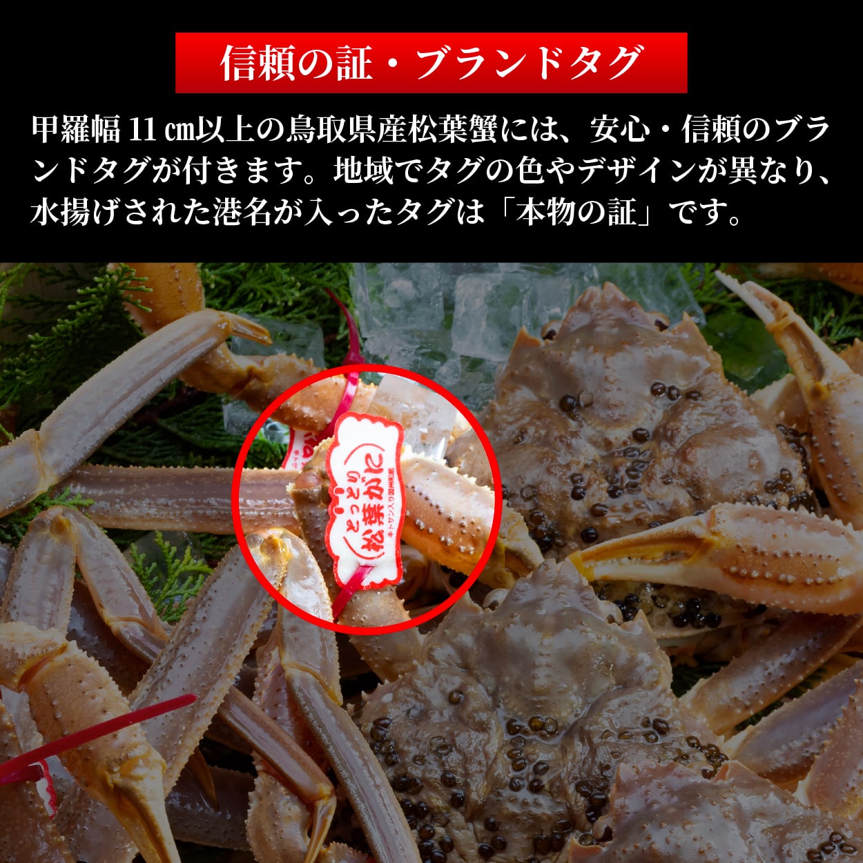 蟹光線 数量限定！【最高級ブランド】五輝星 1.2kg以上 タグ付（活生） | 英弘