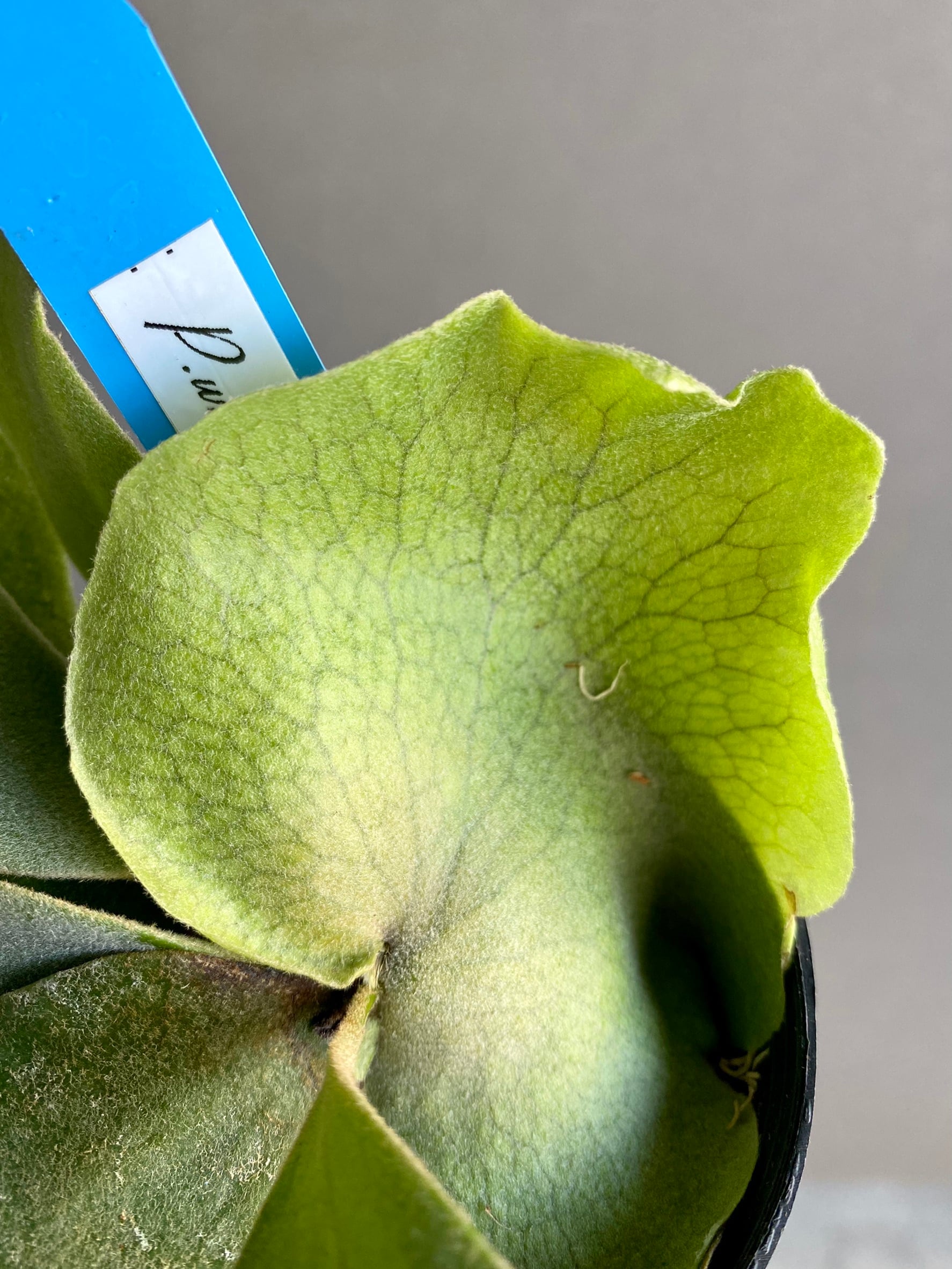 P. willinckii sporeling seeding【artPLANTs】 ビカクシダ