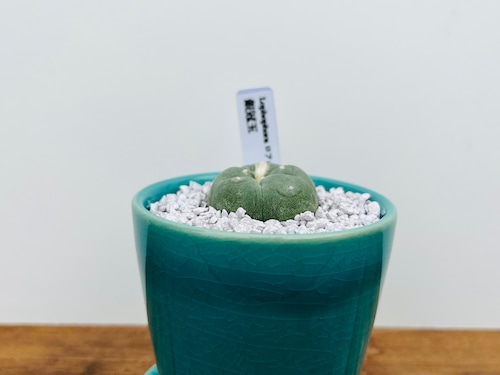 Lophophora williamsii var. decipiens　ロフォフォラ　銀冠玉　サボテン