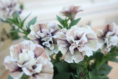 ペチュニア　ジュリエット　『モダンホワイト』 　3.5号ポット