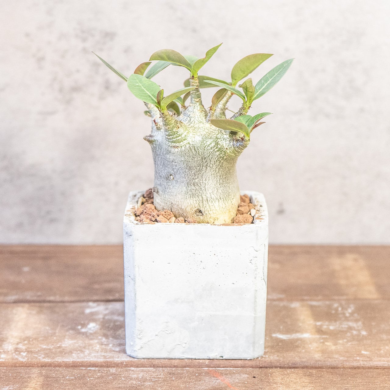 球体に稜線が走る端正な姿。手づくりモルタル鉢で楽しむユーフォルビア・バリダ（中型株・幅8cm）｜虫発生抑制（全国一律送料850円）