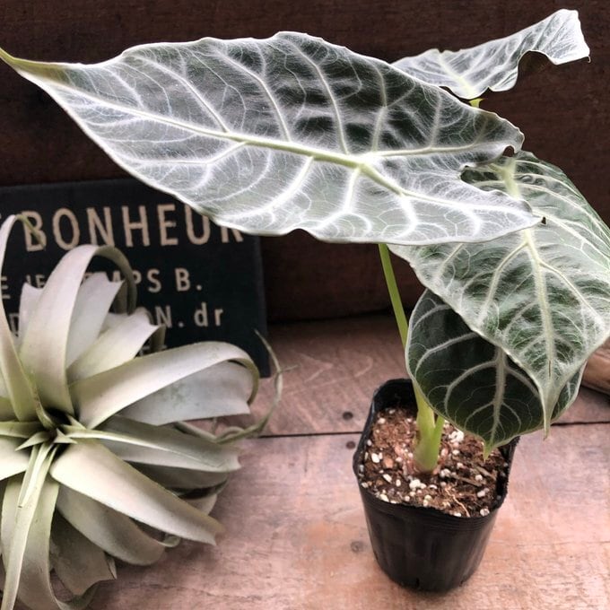 ワトソニアライトニング 即完売 アロカシア 観葉植物 | 植物の店ベリー
