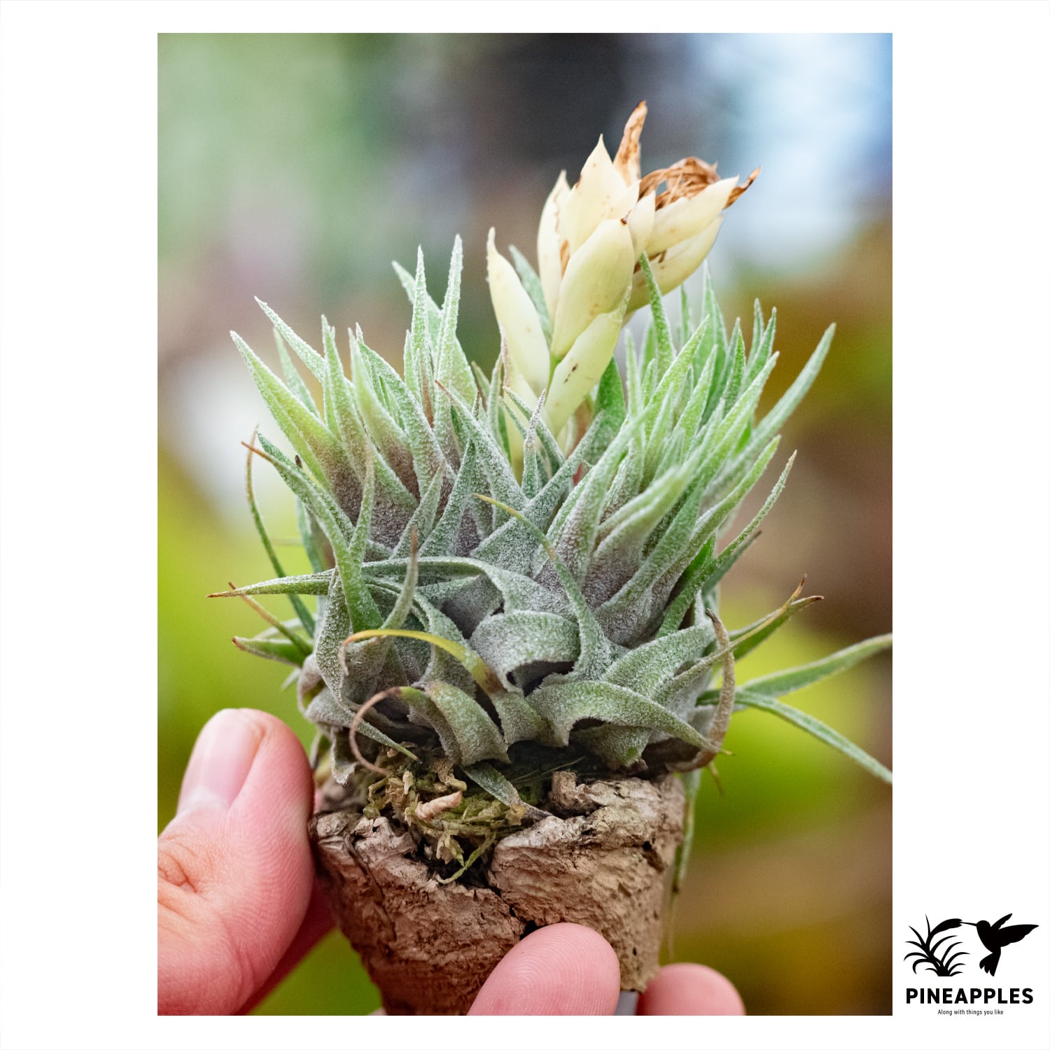 Tillandsia sprengeliana (HR6138) | PINEAPPLES