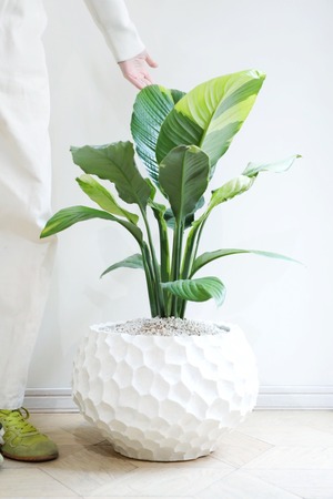 【極希少】【都内近郊限定配送】スパティフィラム  センセーション オーレア バリエガータ/Spathiphyllum