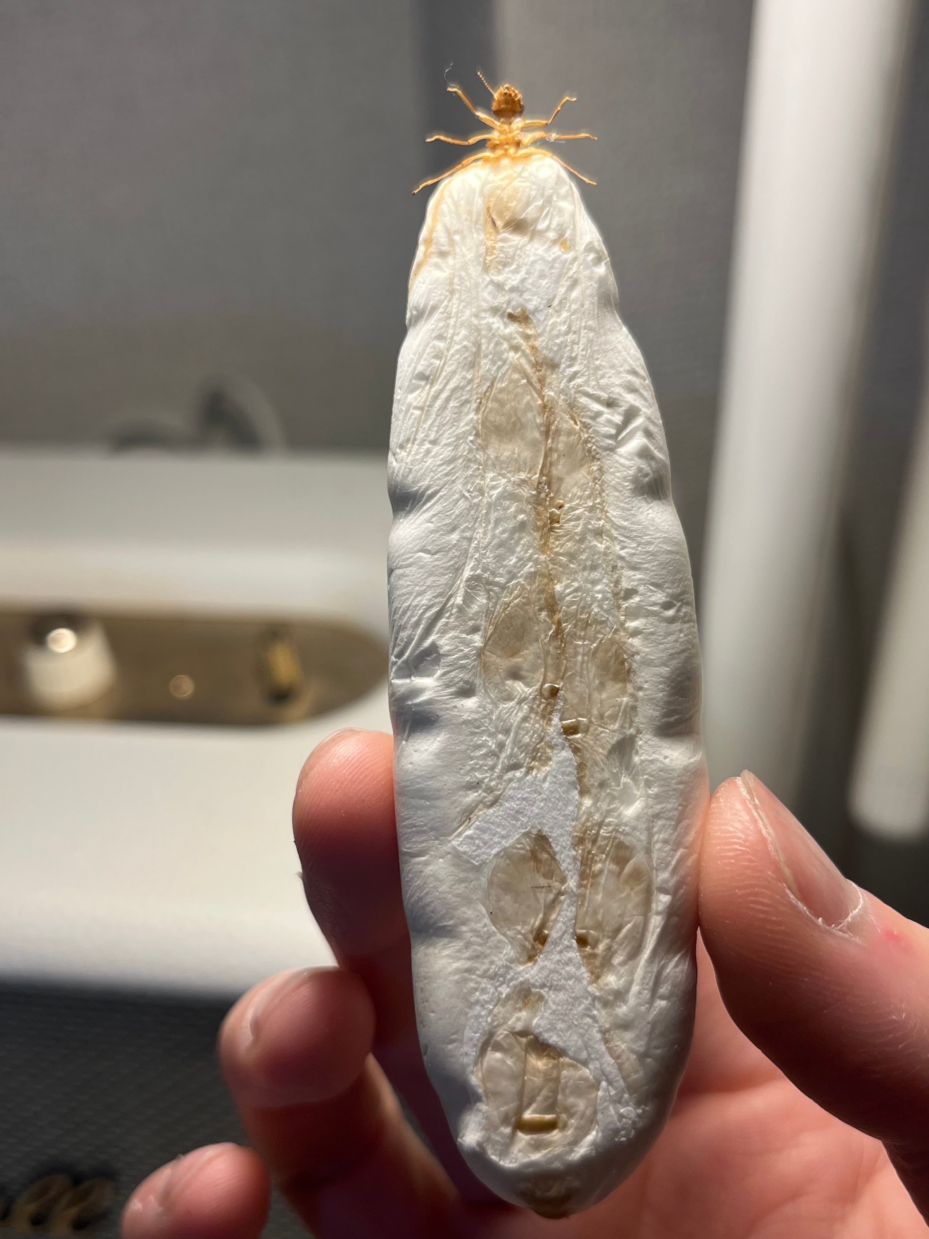 乾燥珍々】シロアリの女王標本 超巨大 液浸標本 昆虫標本 パラポネラ